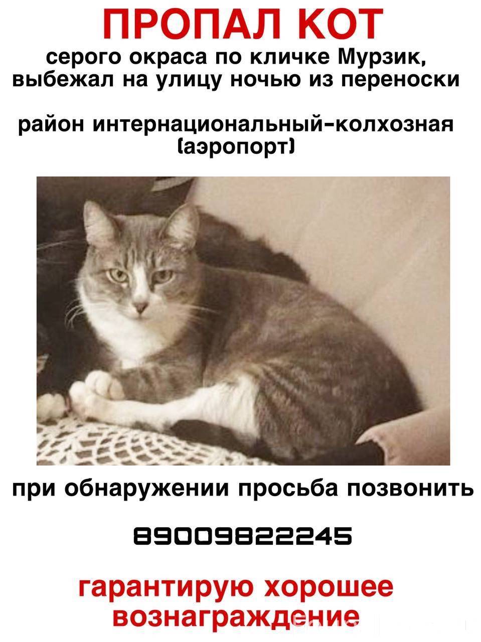 ‼‼‼ ПРОПАЛ КОТ ‼‼‼ Для связи.....