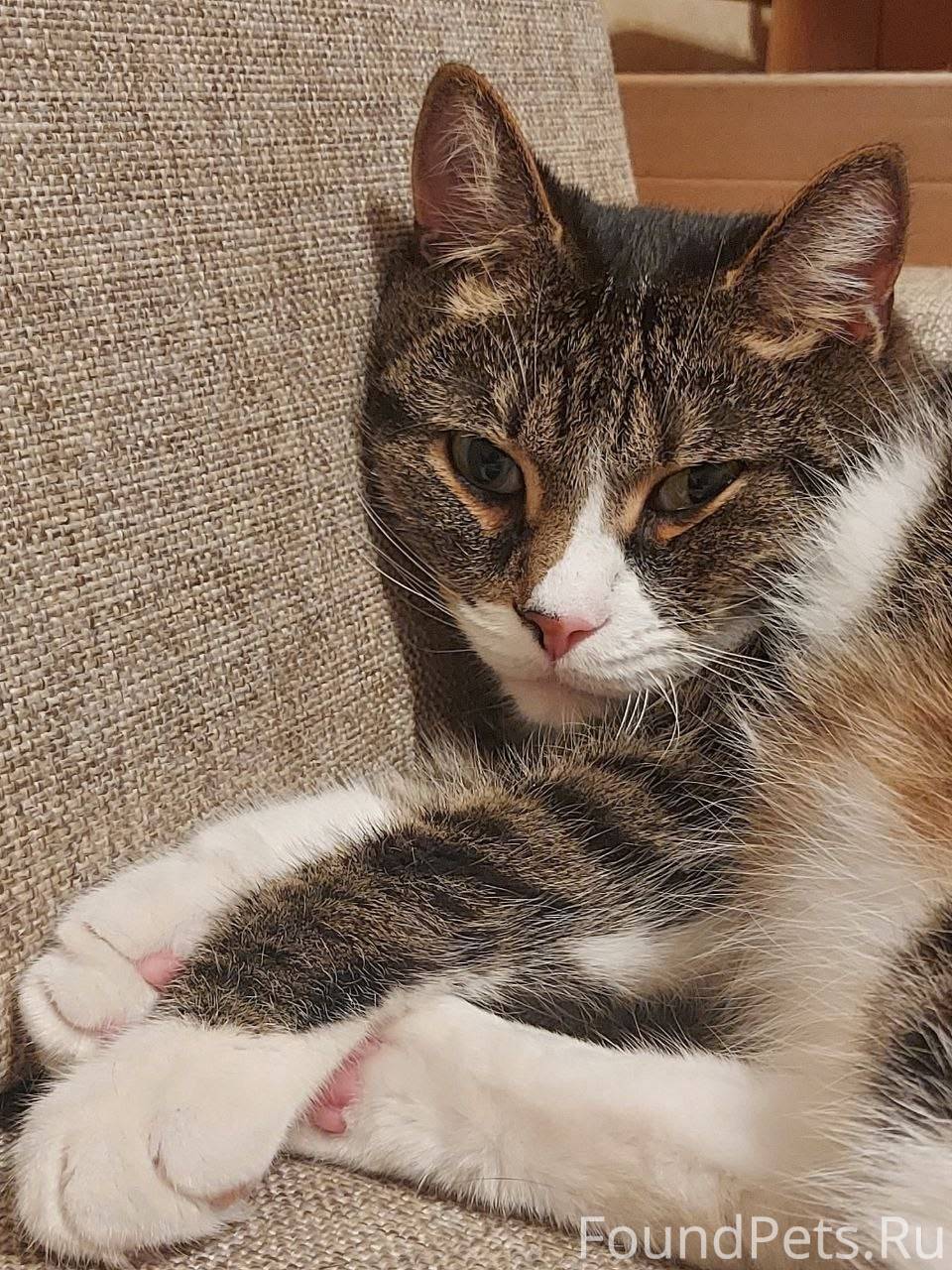 Пропала кошка! Пожалуйста, мак...