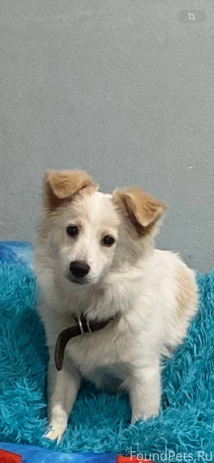 Потерялась собака в районе Све...