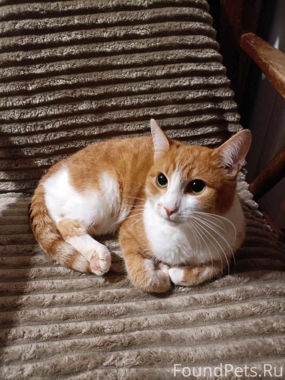 Кошечка Муся с лета живёт на.....