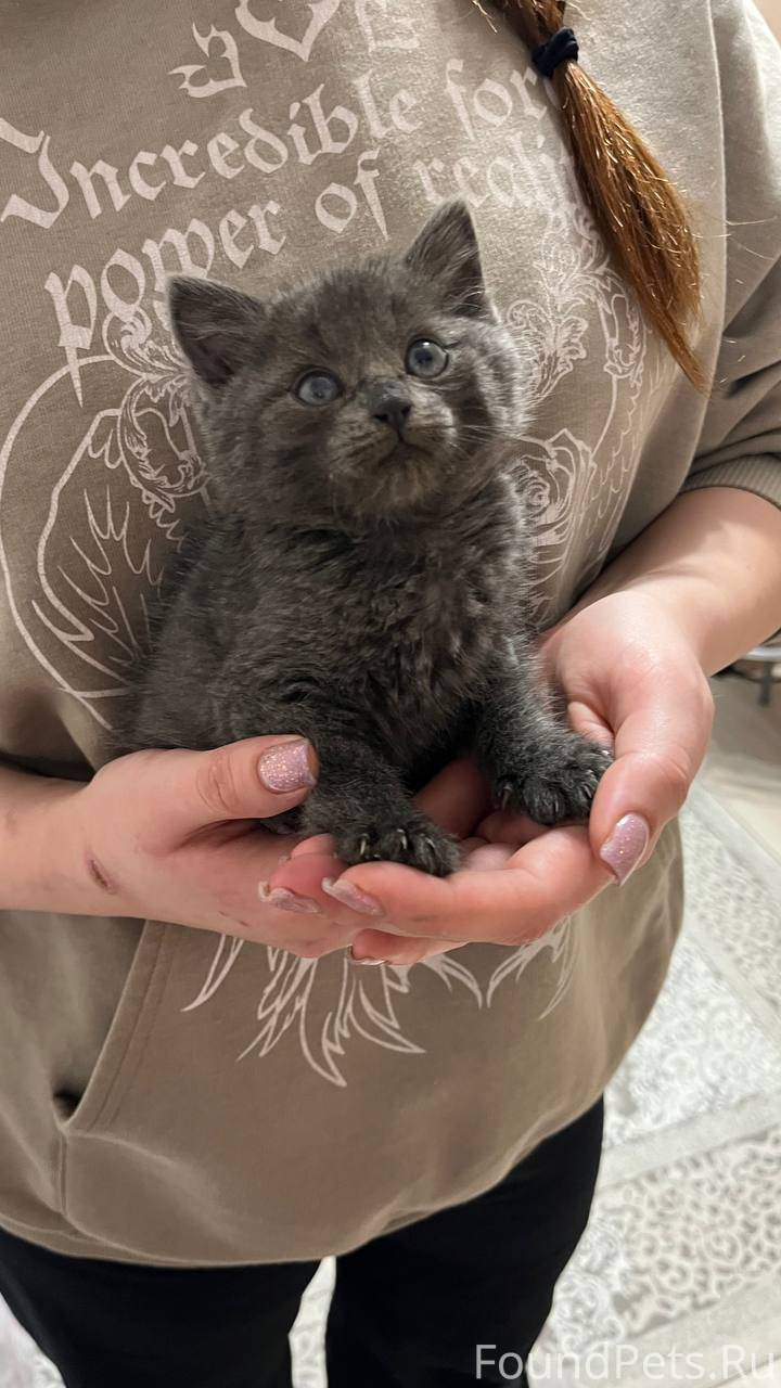 Найдена кошка. Пос. Мичурински...