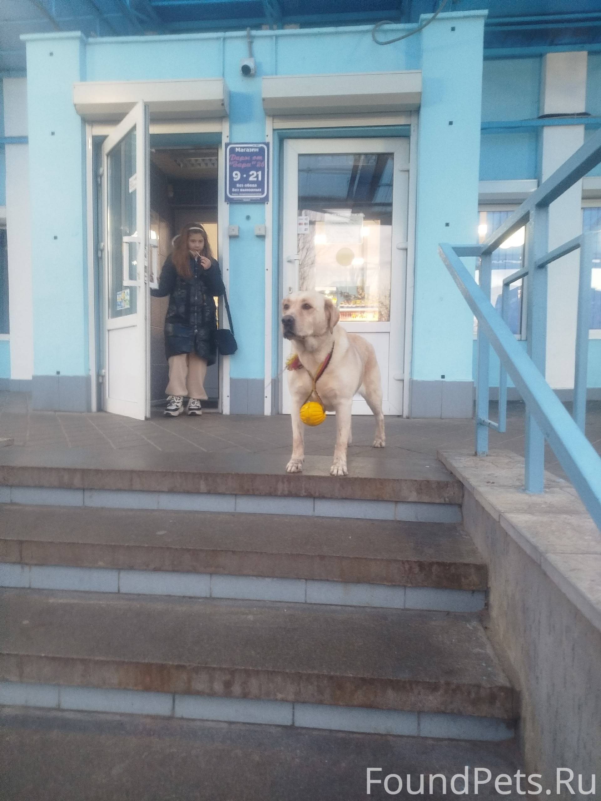 Потерялась собака,лабрик, бега...