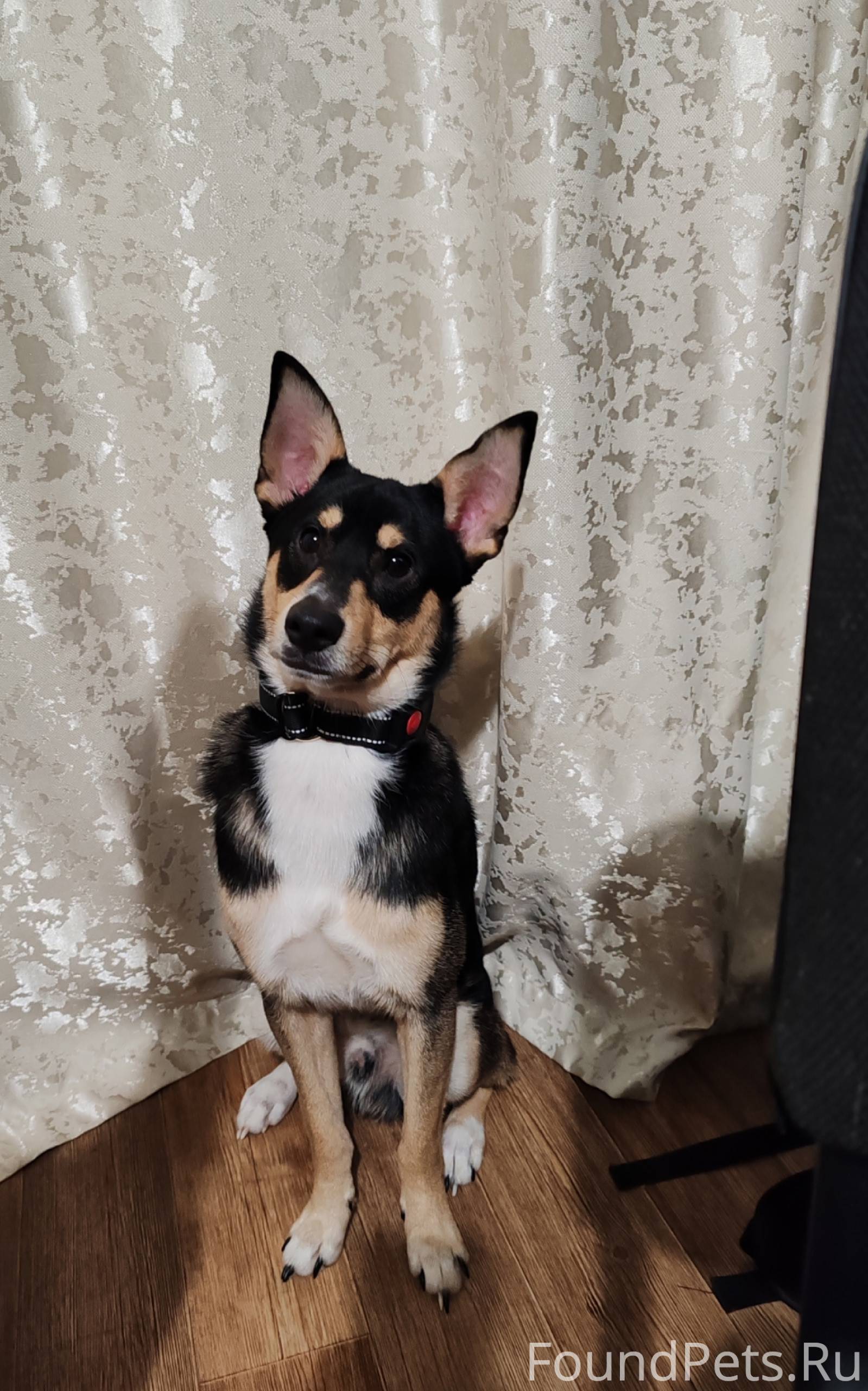 Потерялась собака, зовут Малыш...