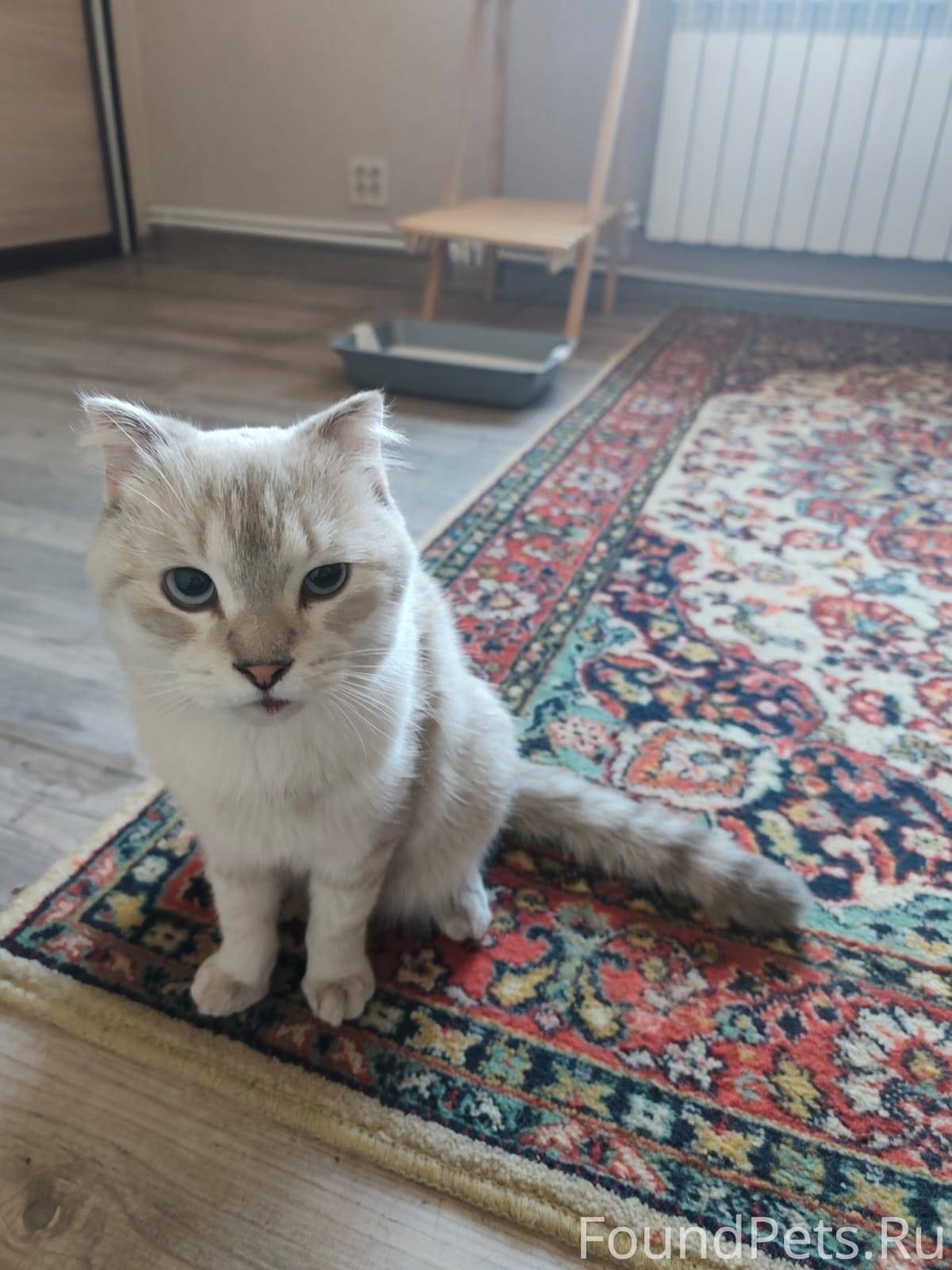 Найдена кошка (кот). На улице ...