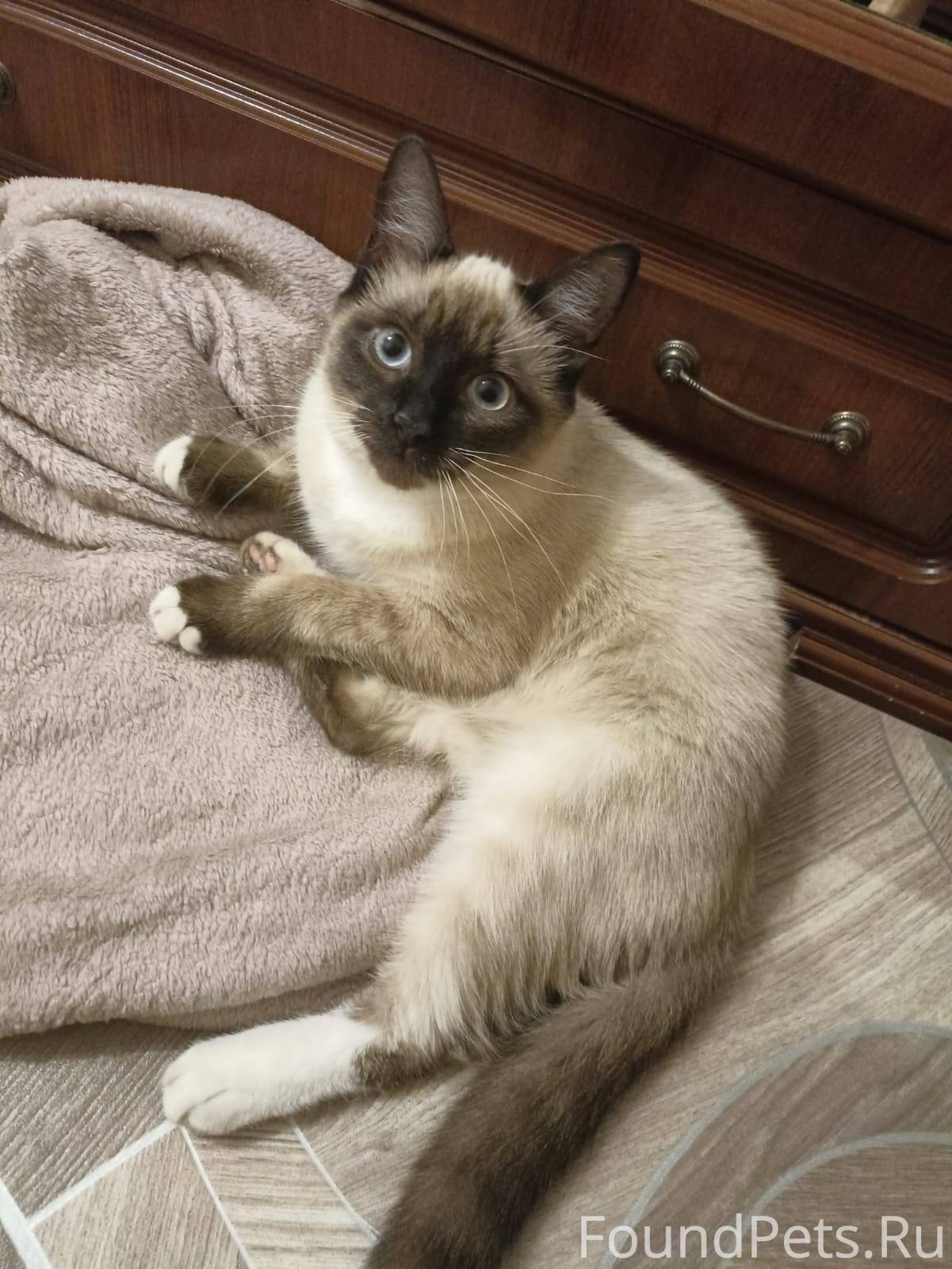 Пропал котёнок, мальчик. Откли...