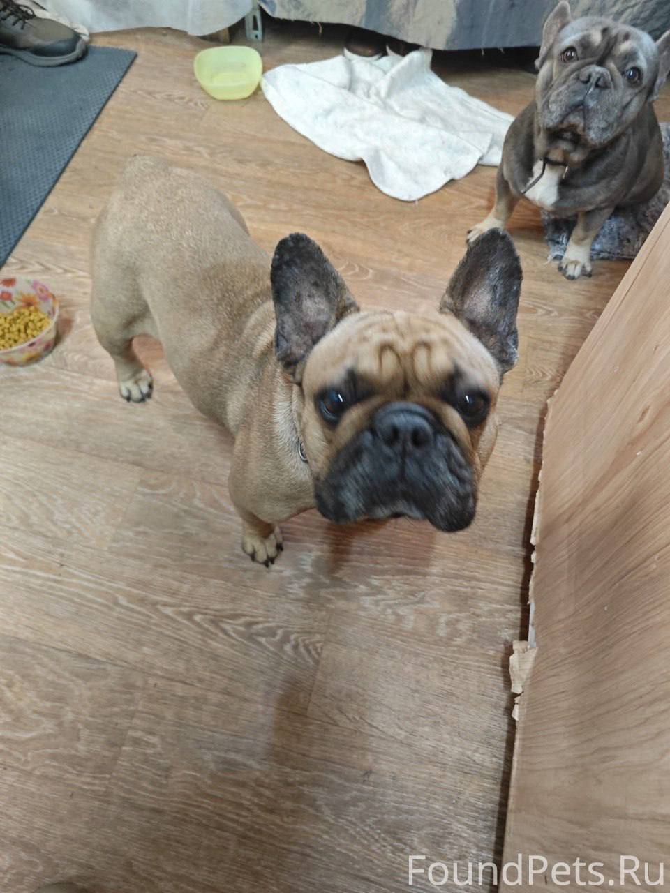 Потерялись бульдоги в парке на...