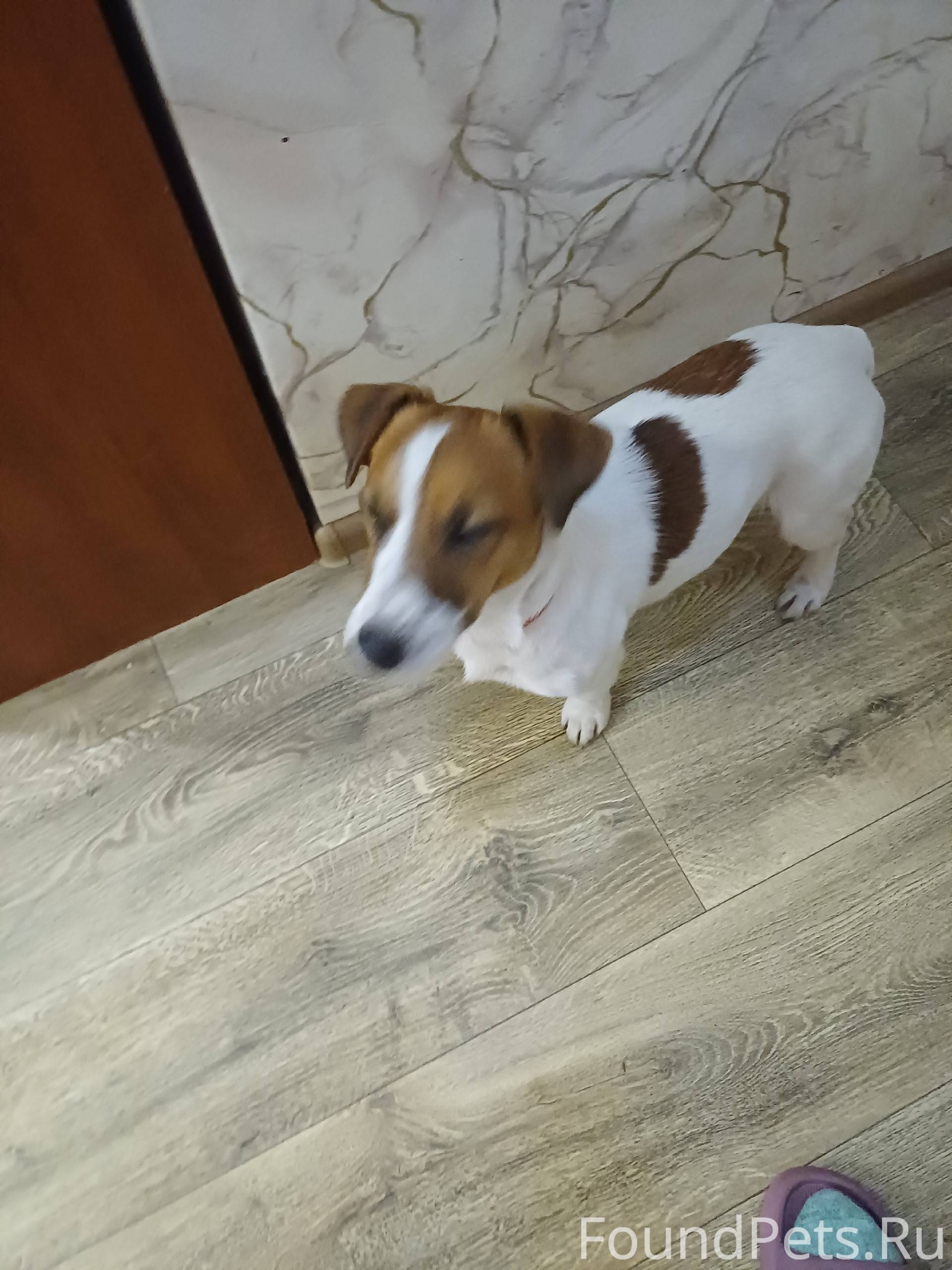 Уважаемые!!!Найден Джек Рассел...