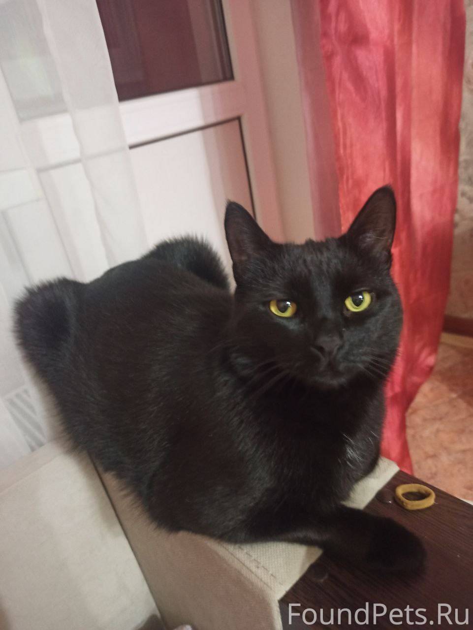 Пропал кот‼‼‼‼‼‼‼‼‼‼ Кличка - ...