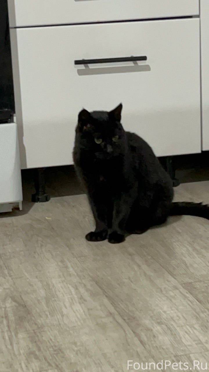 Пропал кот по кличке Юки! Упит...