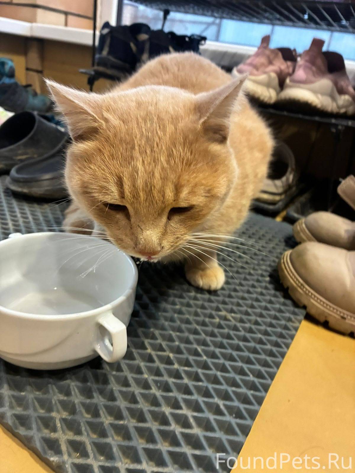 Добрый вечер! Чья потеряшка? В...