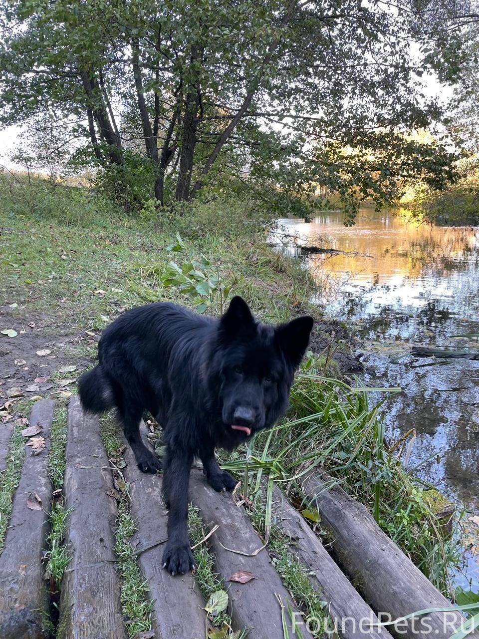 Пропала немецкая овчарка по кл...