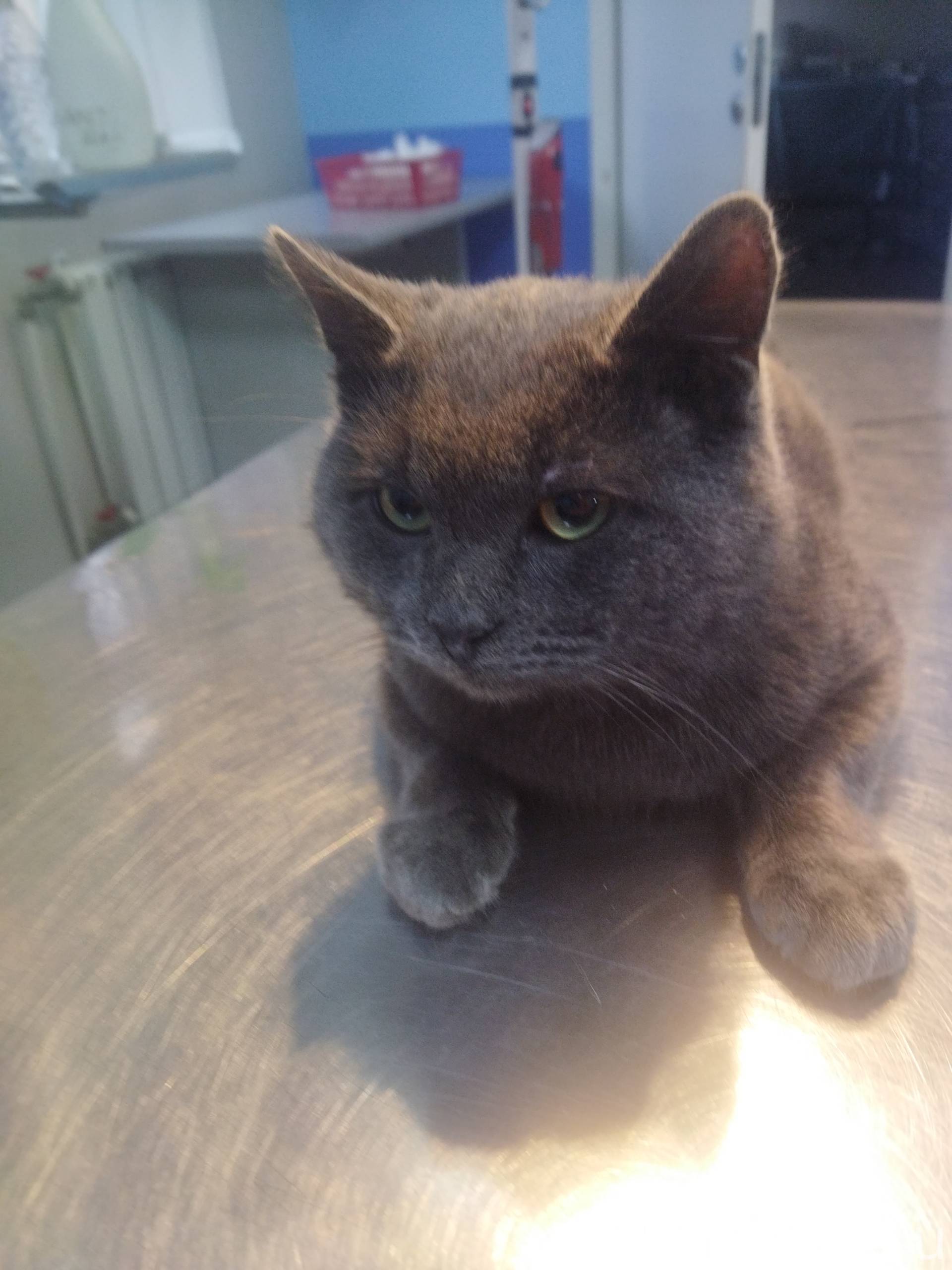 Найден кот возле Пушкина 1, не...