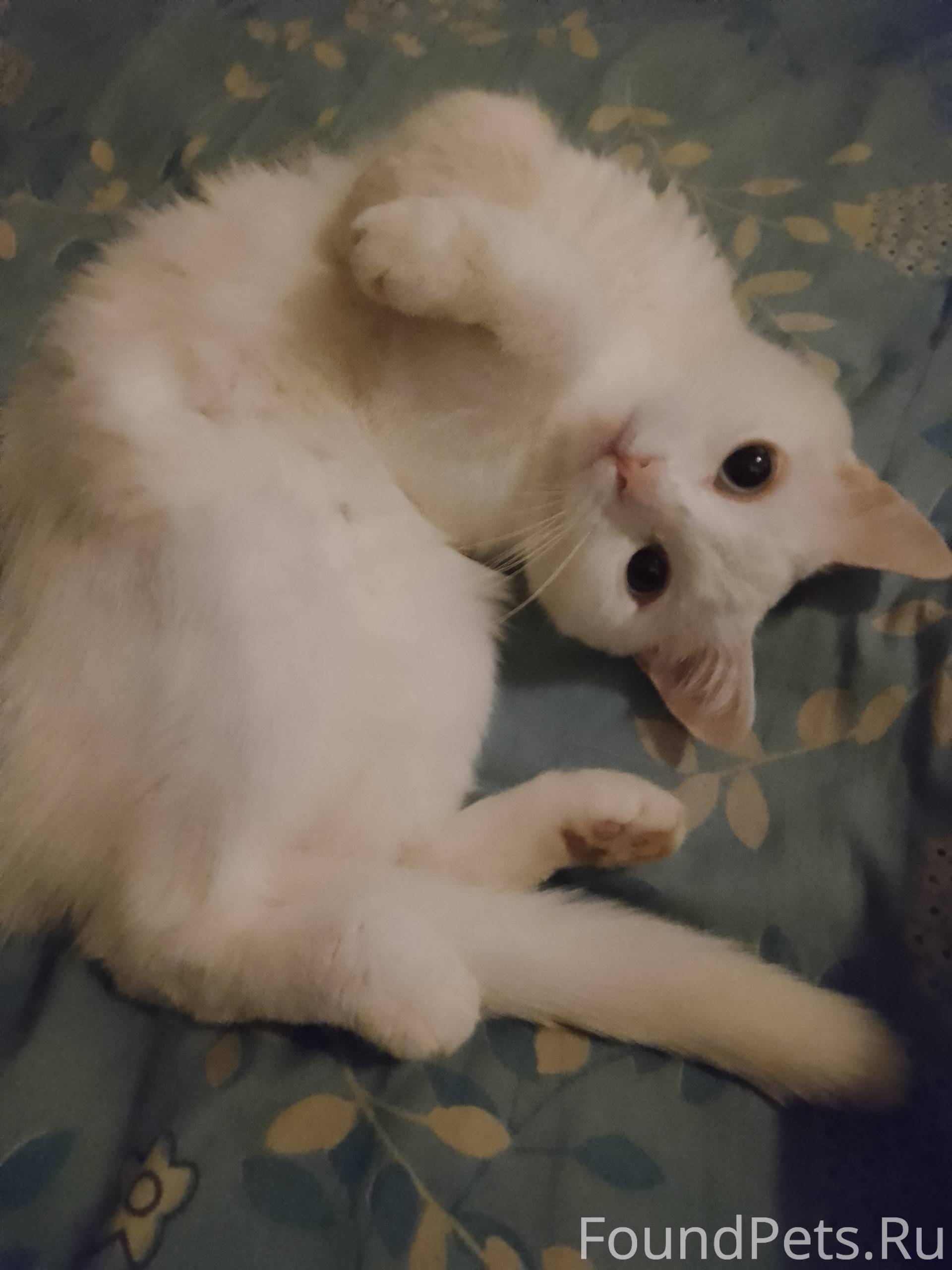 Пропала кошка,город Ревда,райо...