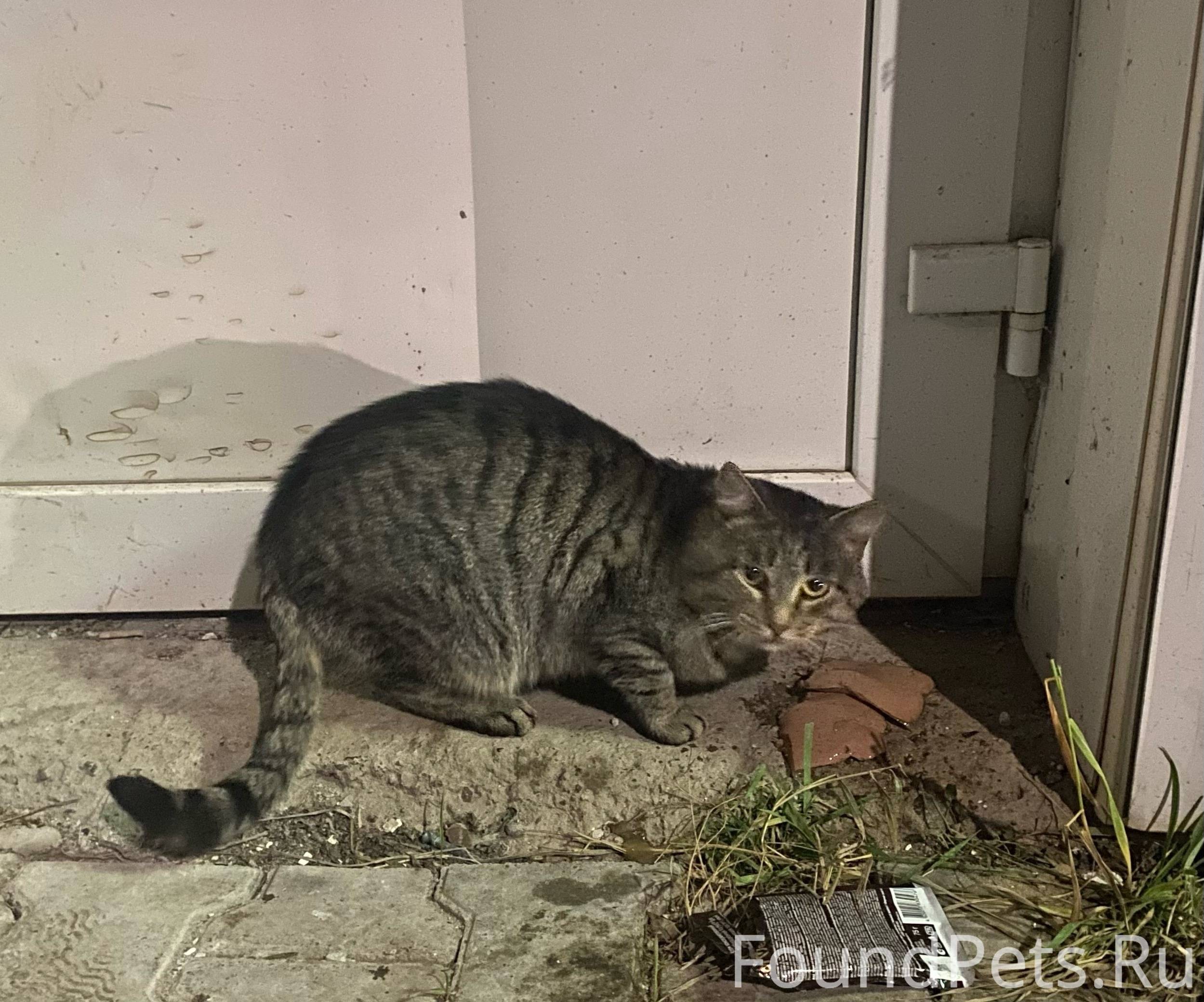 Кот На проспекте Ленина,6 появ...