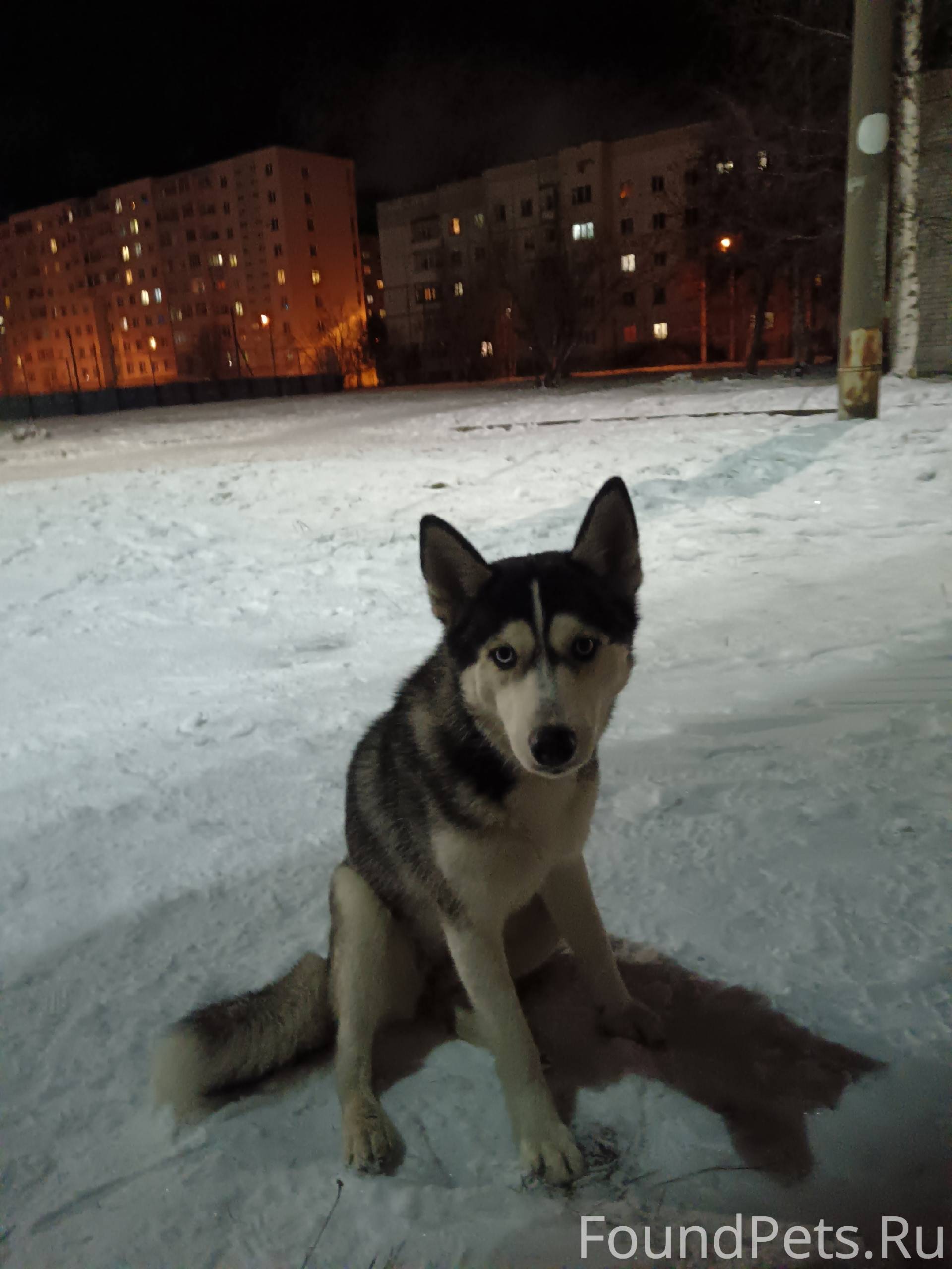 Собака (хаски) в г. Северодвин...