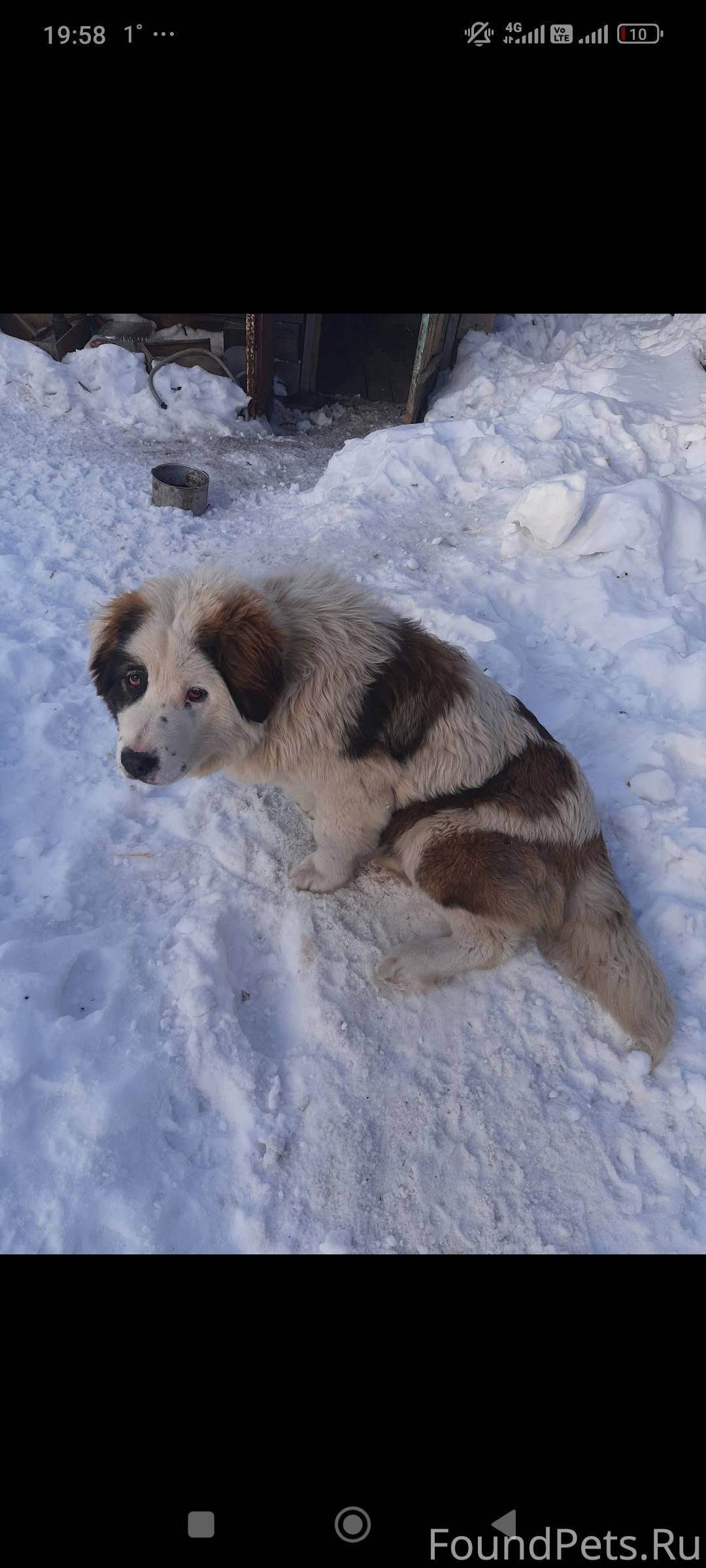 Убежала собака девочка, район ...