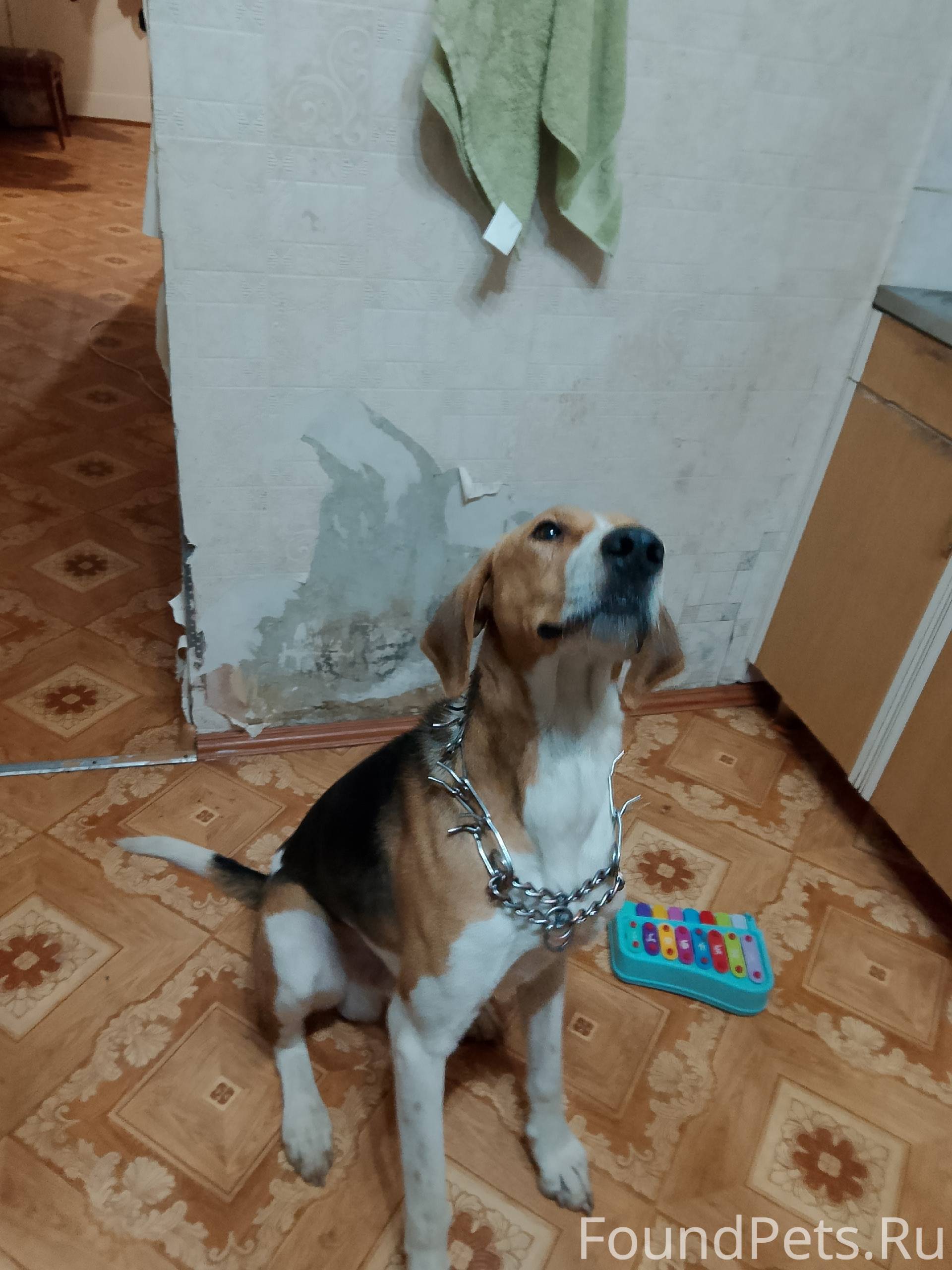 Найдена собака на дороге в сто...