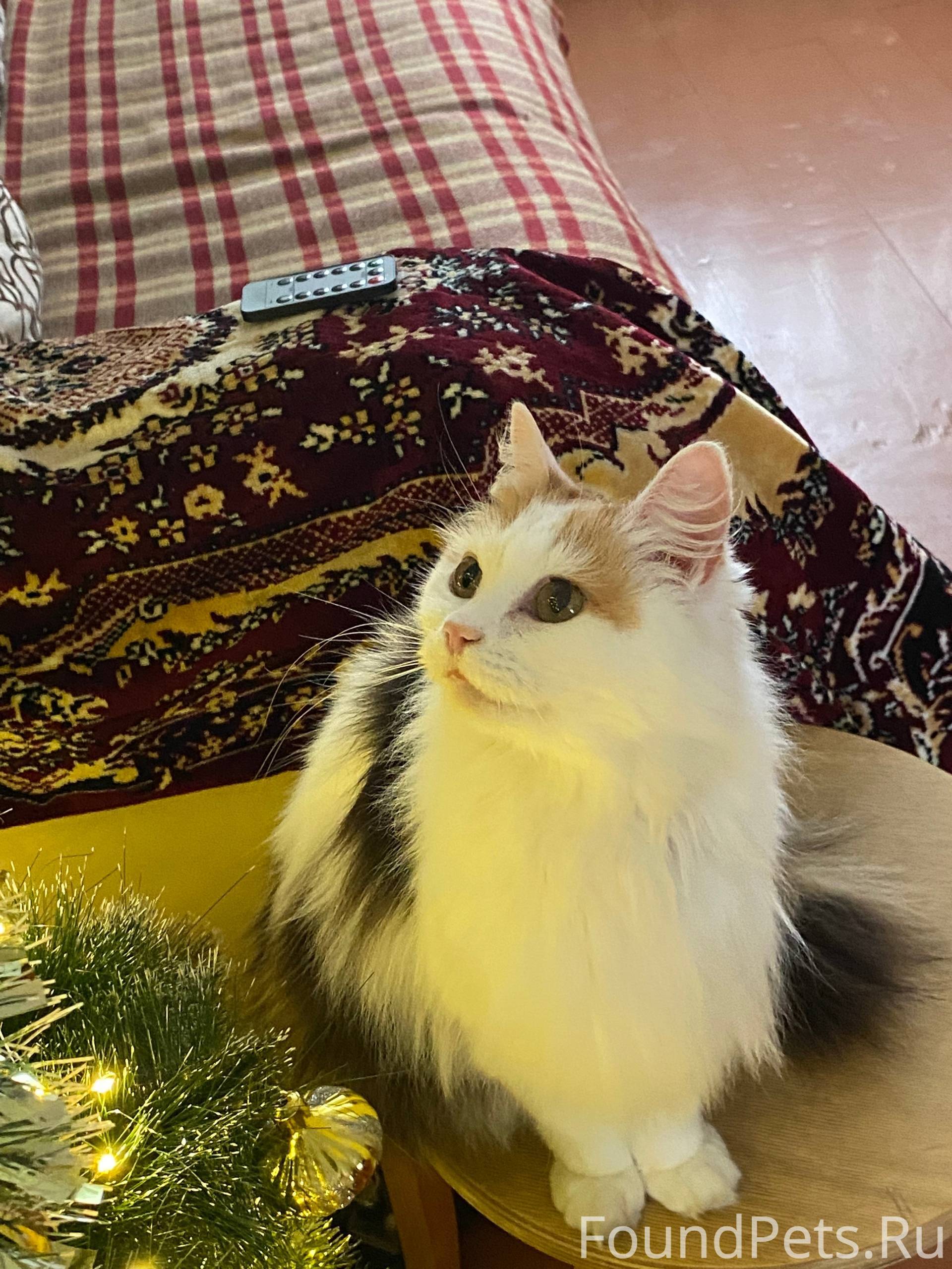 ‼️ОЧЕНЬ НУЖНА ВАША ПОМОЩЬ‼️ Пр...