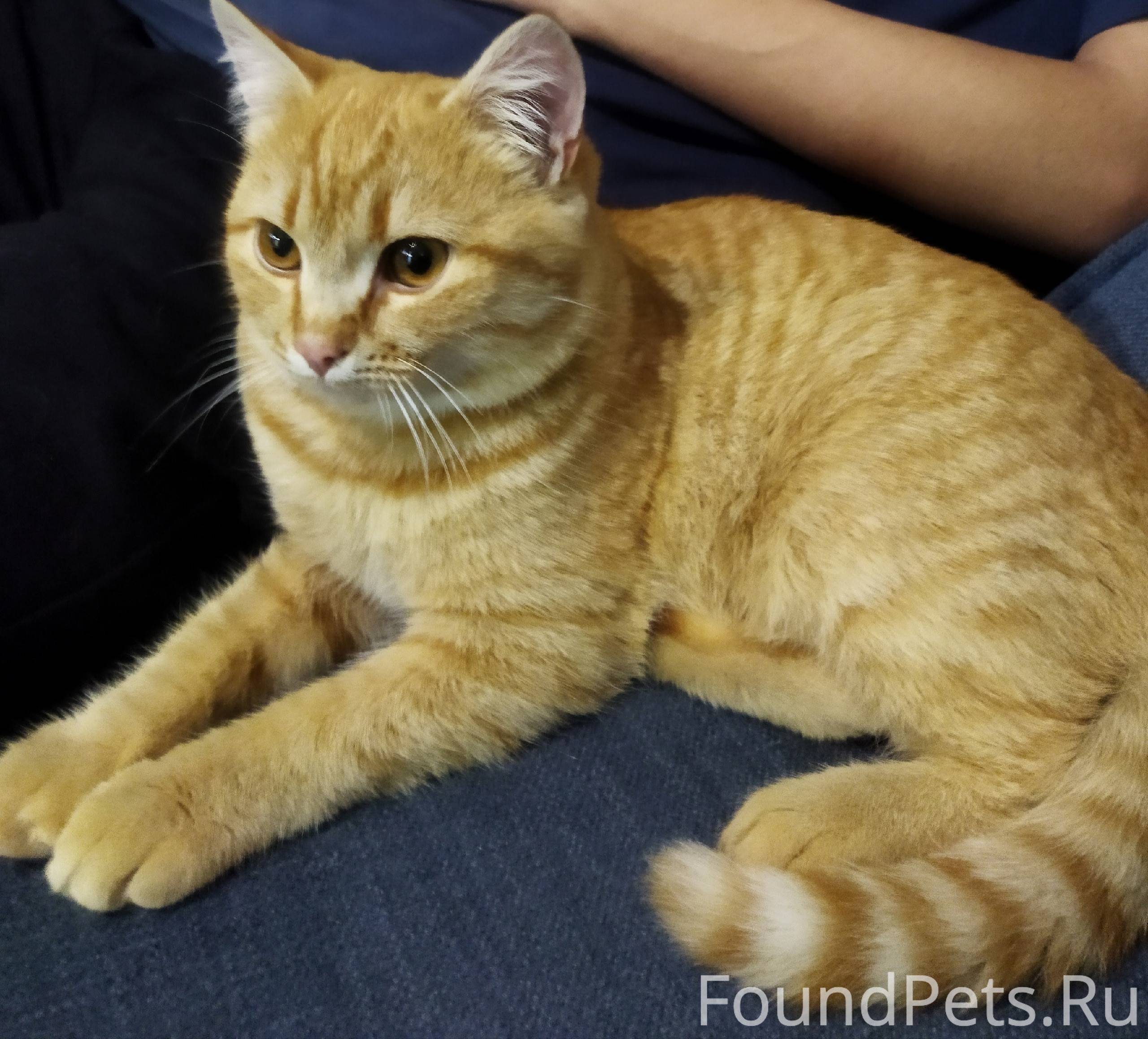 Найден молодой кот. Район Мета...