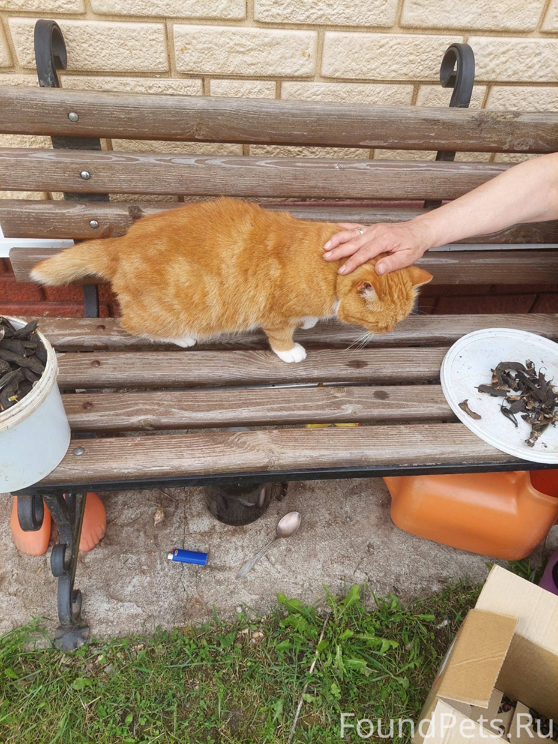 У меня пропал кот,большой,рыжи...