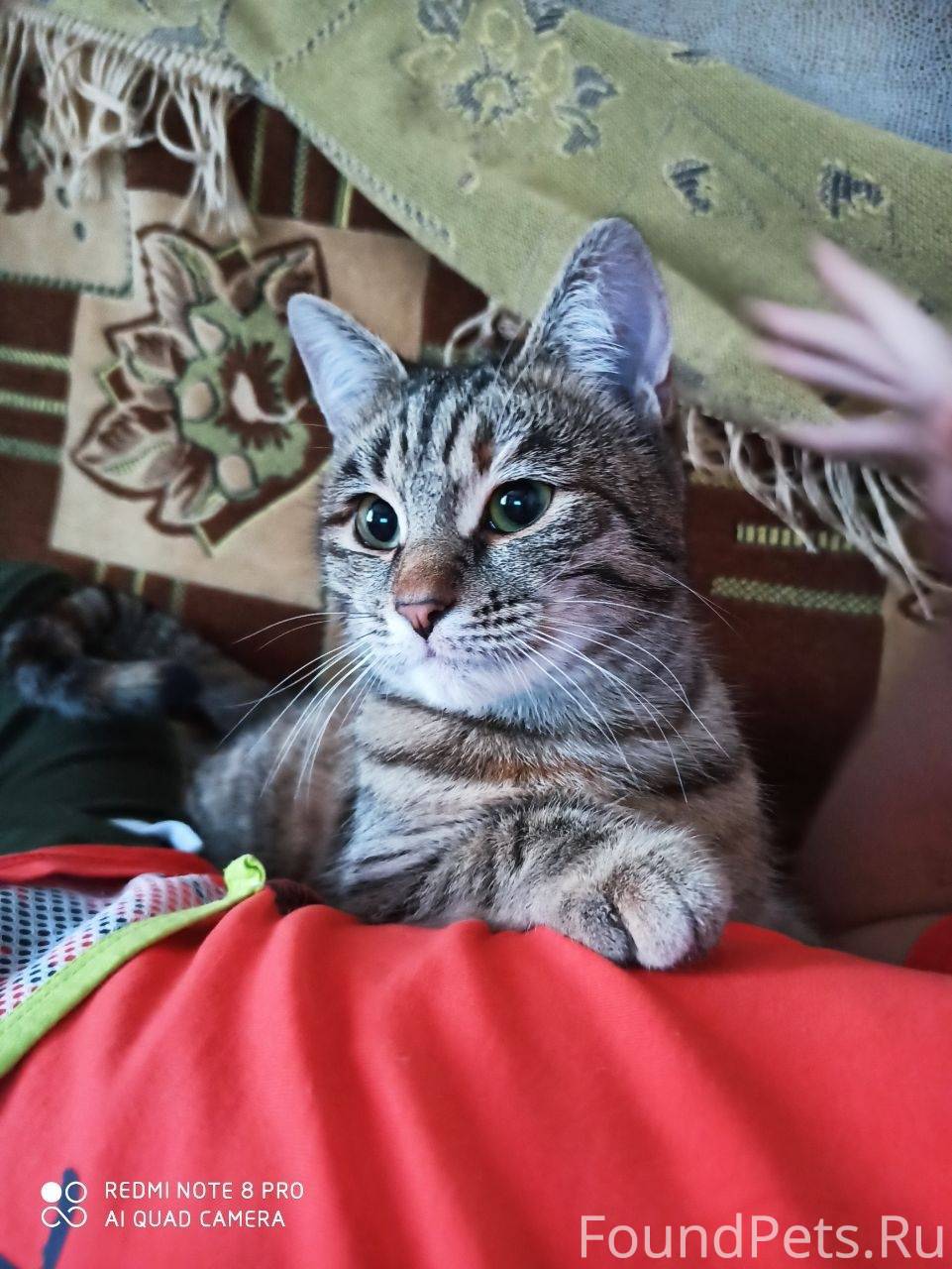 Кошка «ТИХОНЯ» пропала в район...