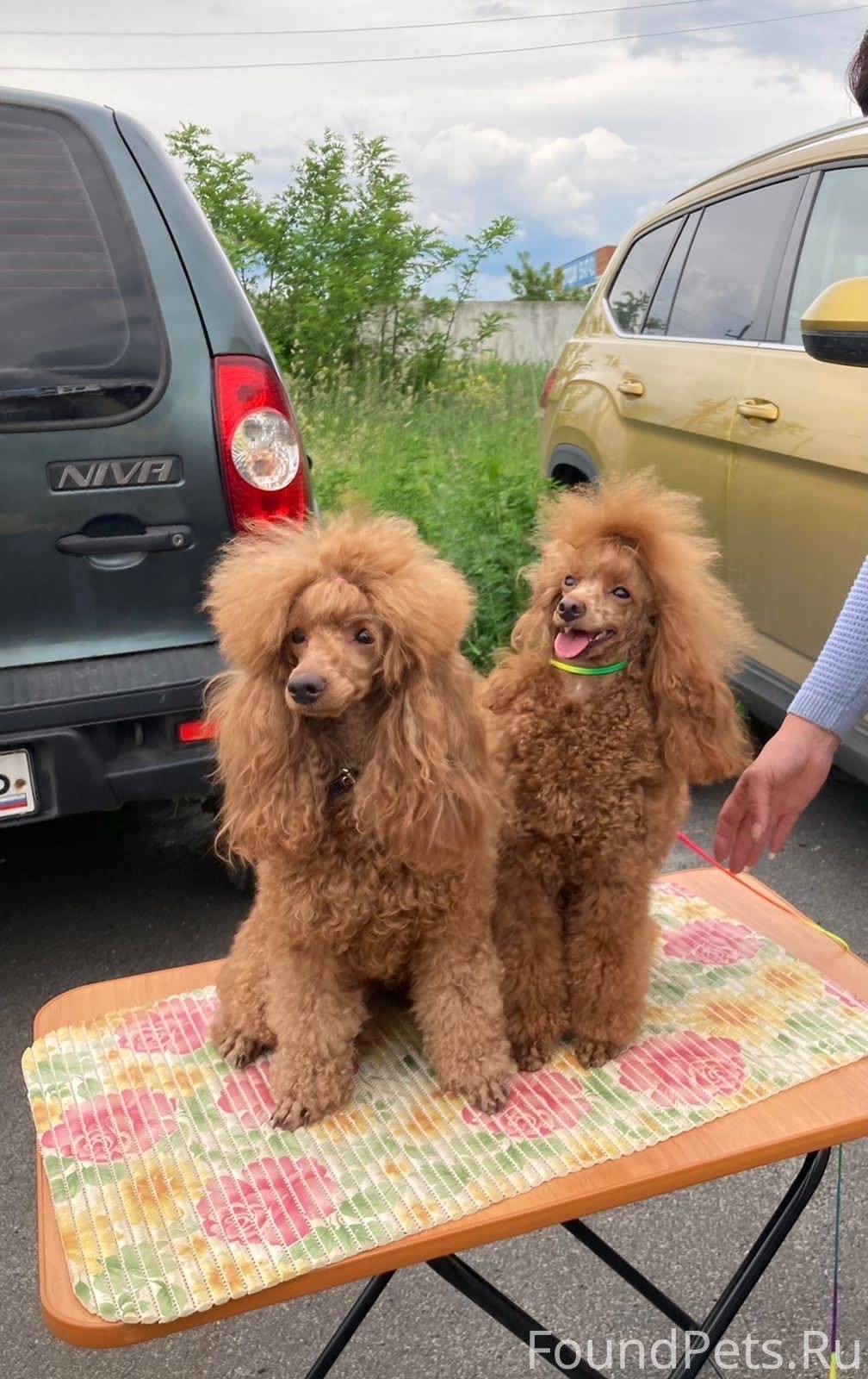 SOS!!!!!Сегодня утром с улицы ...