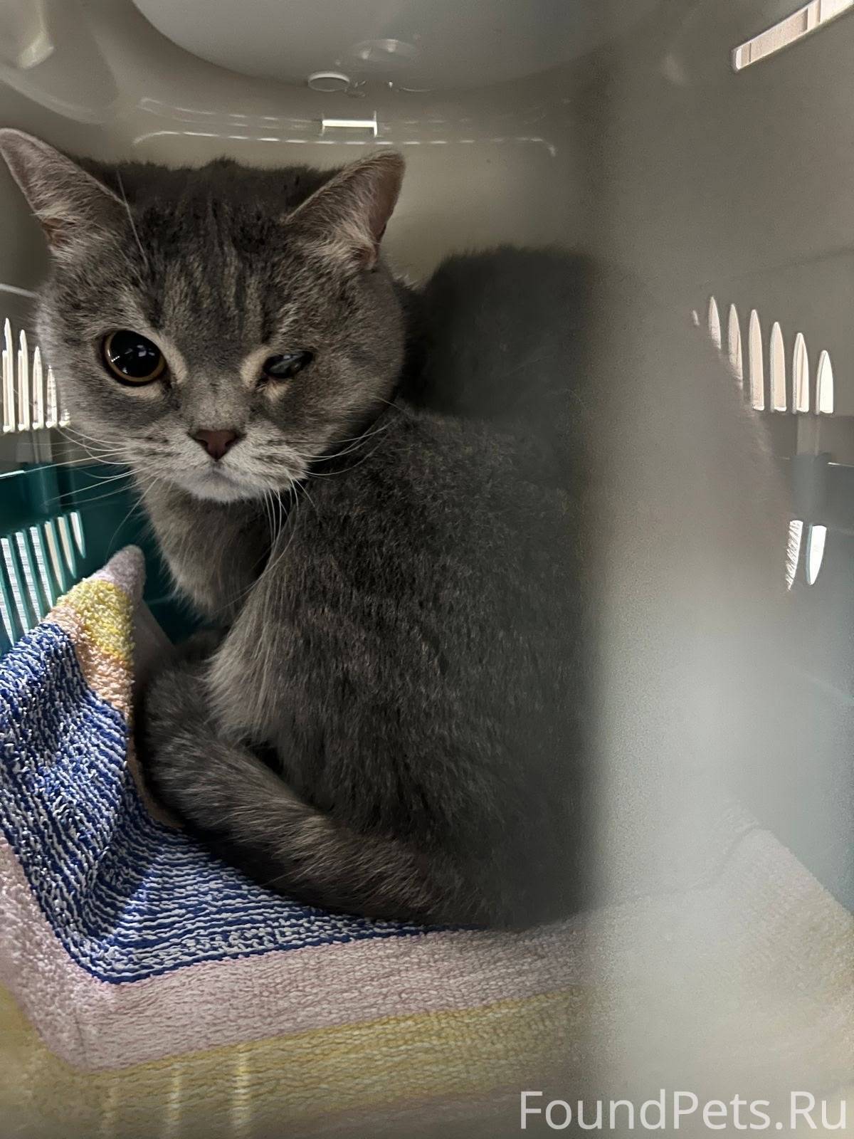 Срочно ищем передержку или дом...