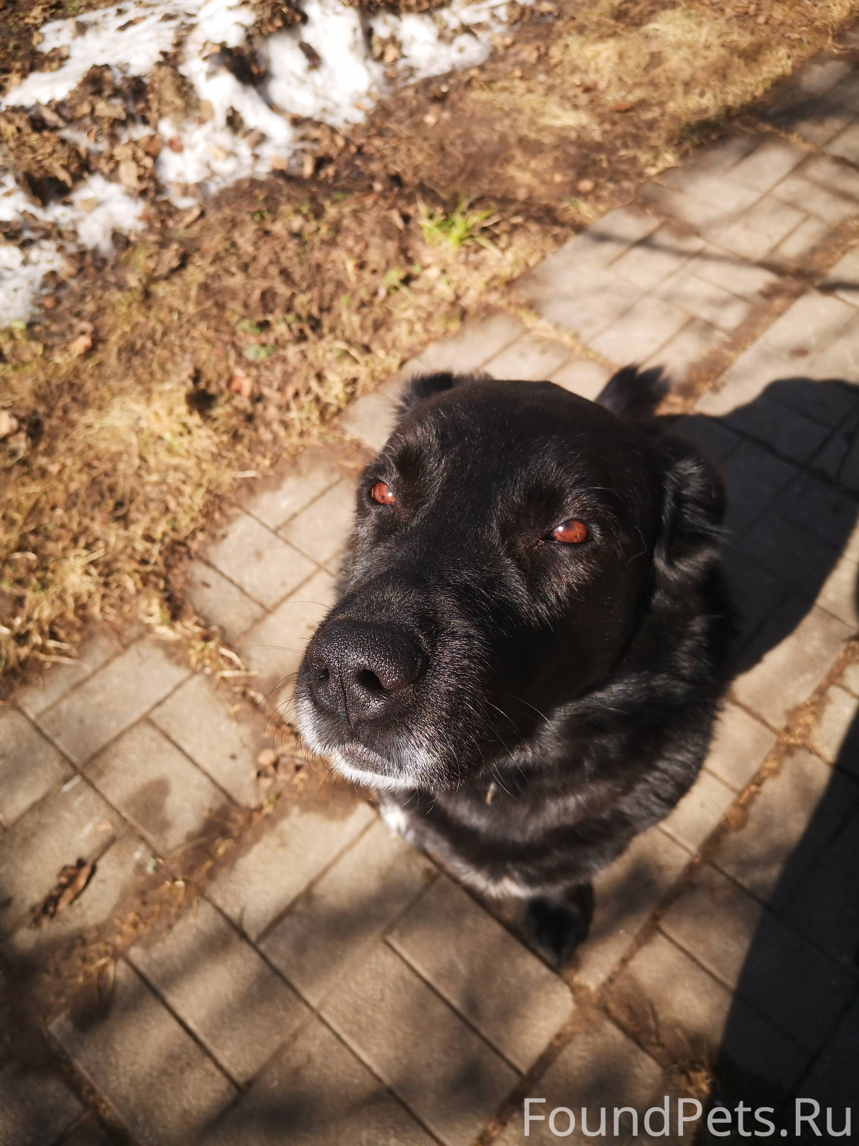 Пропала собака! 