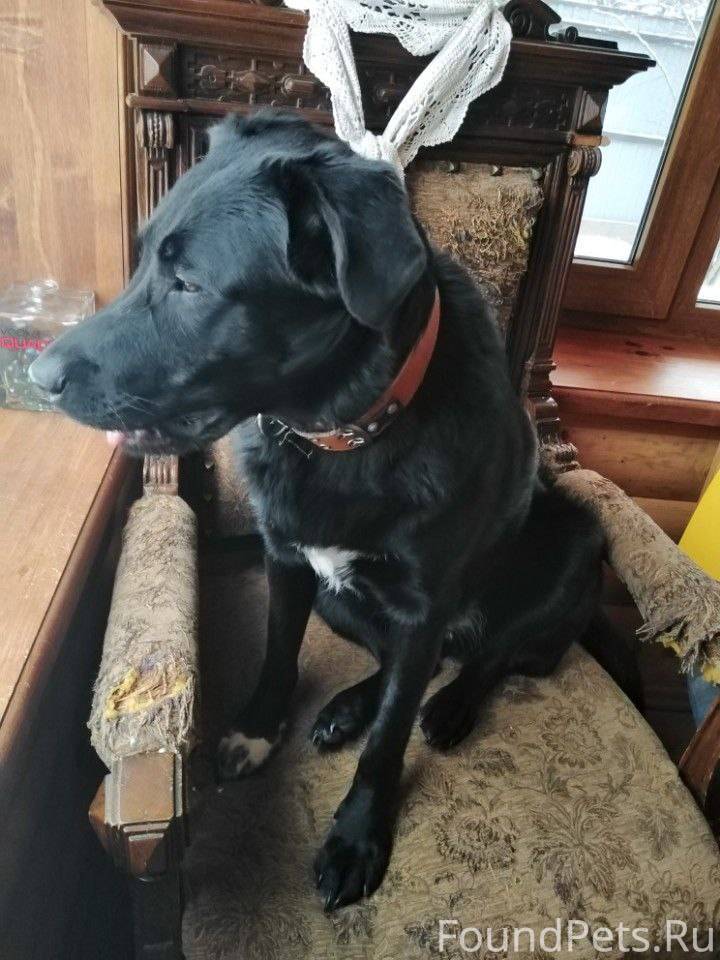 Пропала собака! 