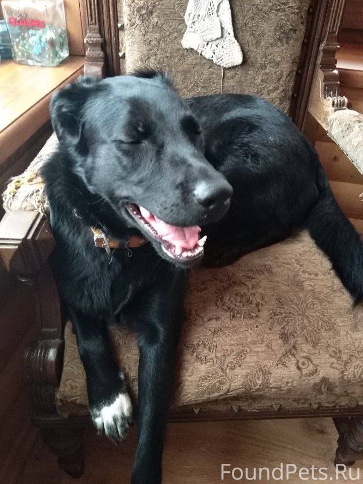 Пропала собака! 