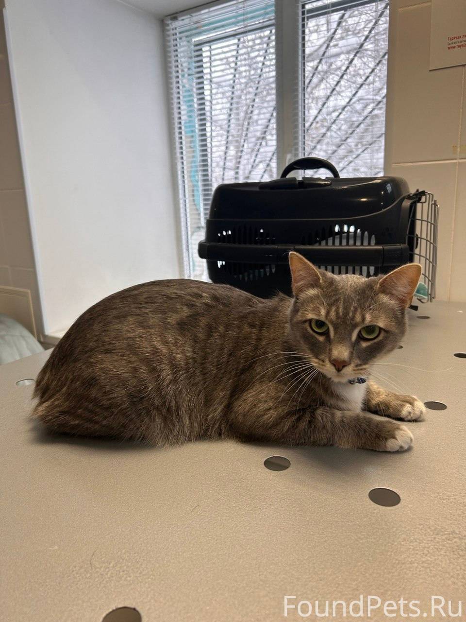 Пропал серый кот примерно в ра...