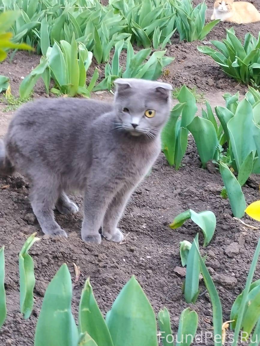 ‼️‼️‼️ Пропала кошка по кличке...