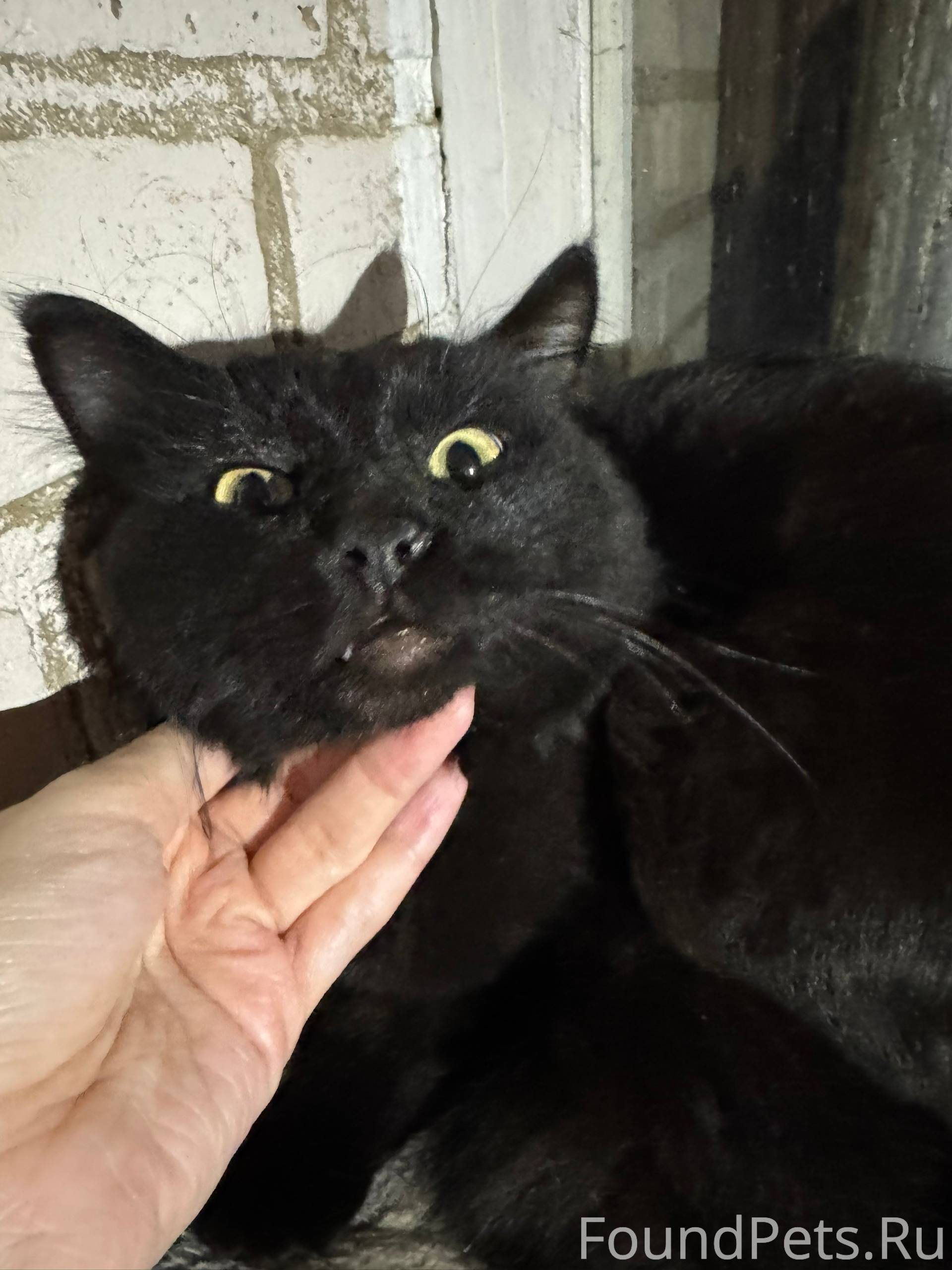 Здравствуйте! Найден кот (маль...