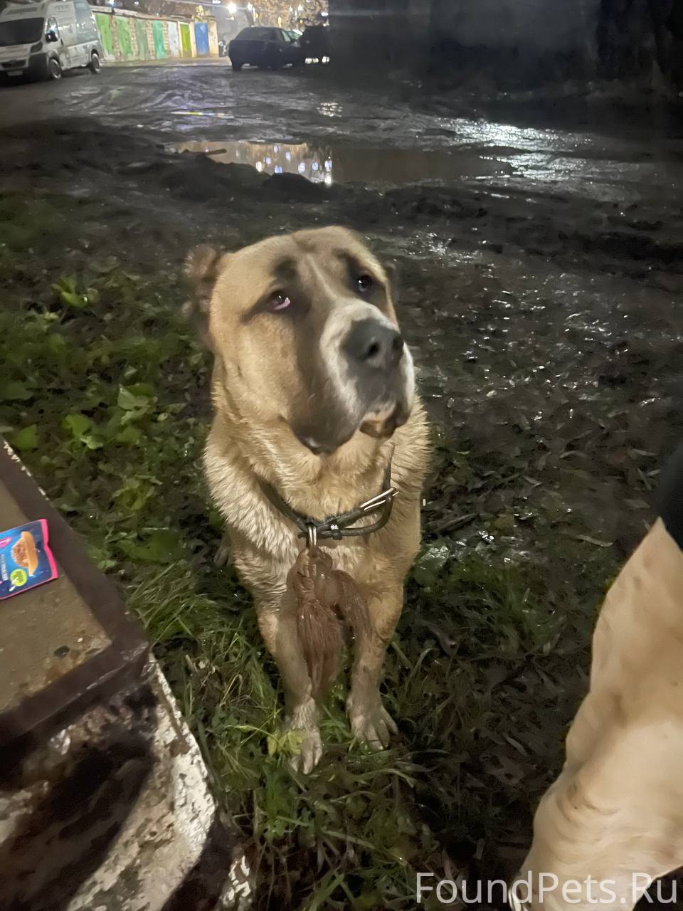 Алабай мальчик озеро средний кабан