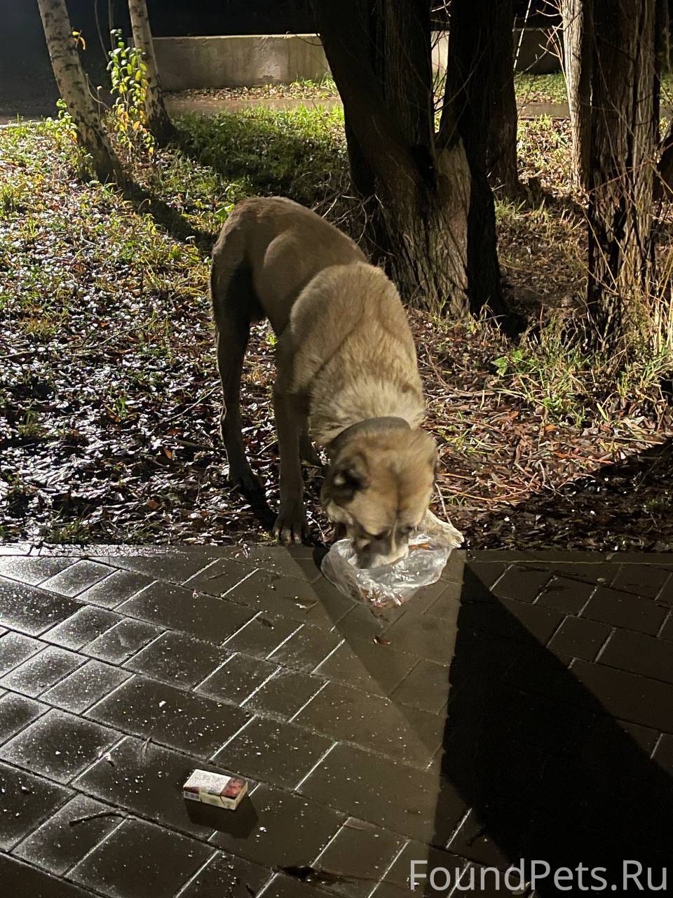 Алабай мальчик озеро средний кабан