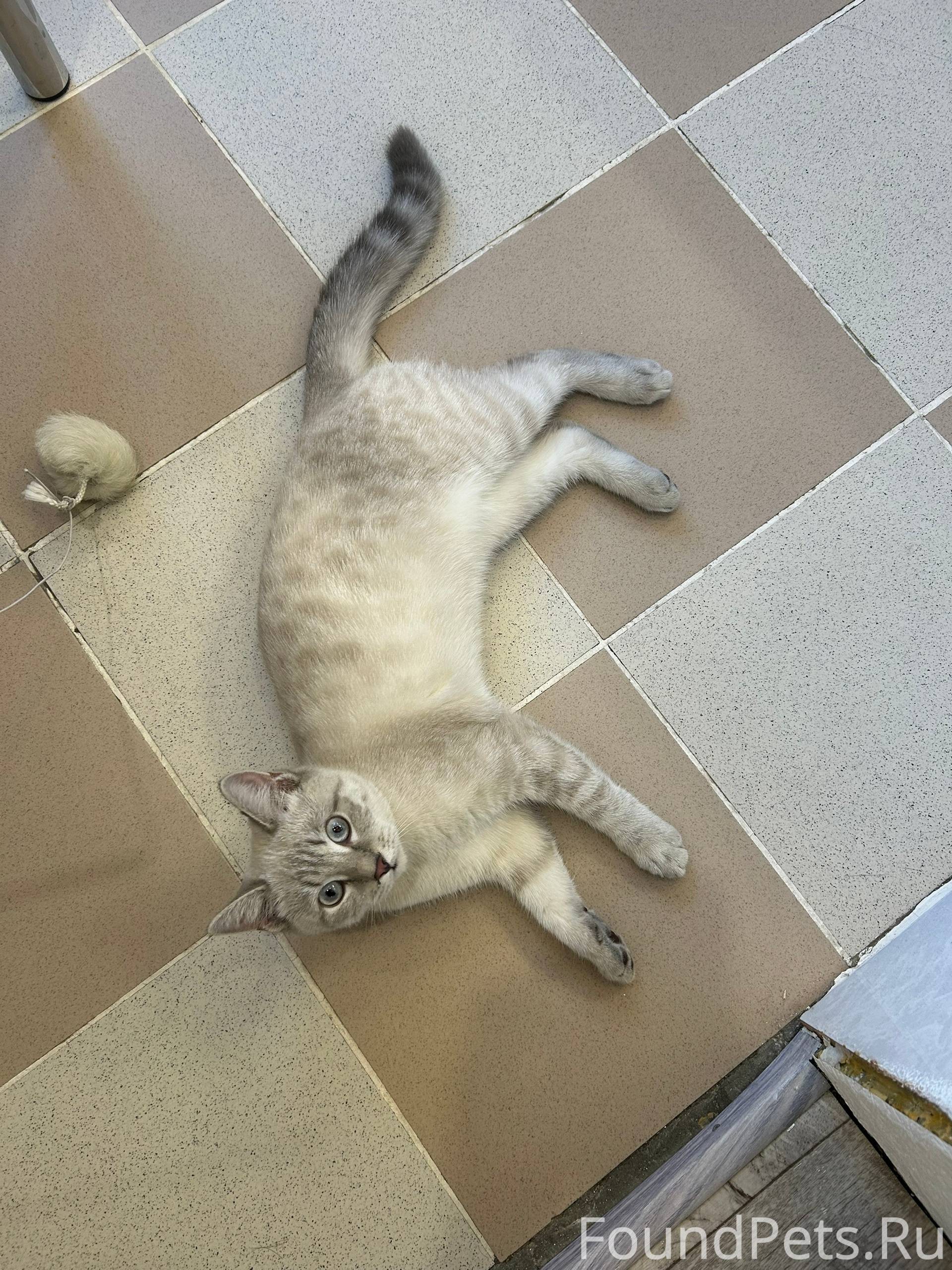 Найдена молоденькая кошечка на...