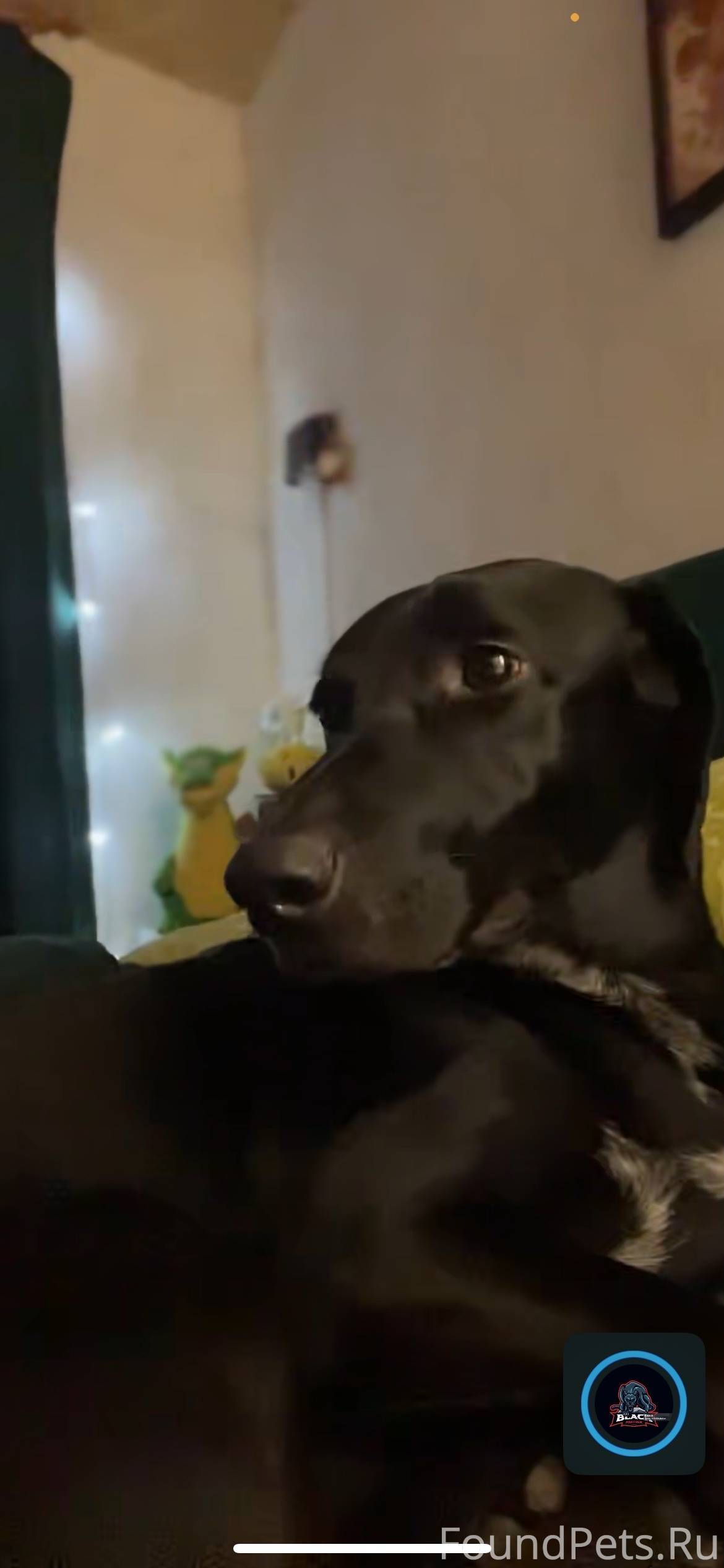 Пропала собака, кличка Венера,...