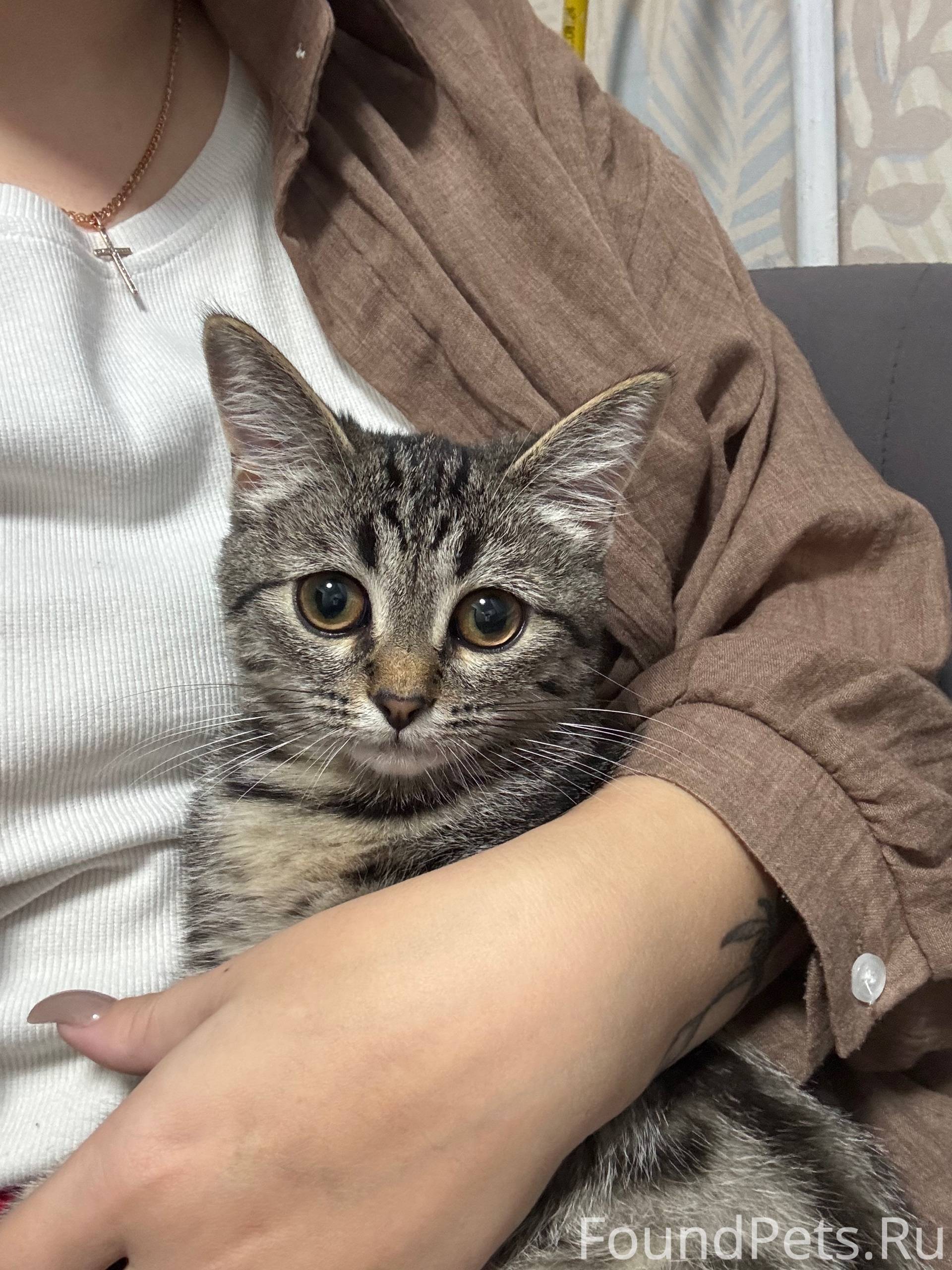 Пропала кошка в центре, район ...