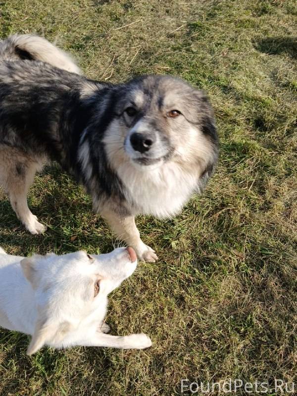 #потерянКотопес04 Потерялись в...