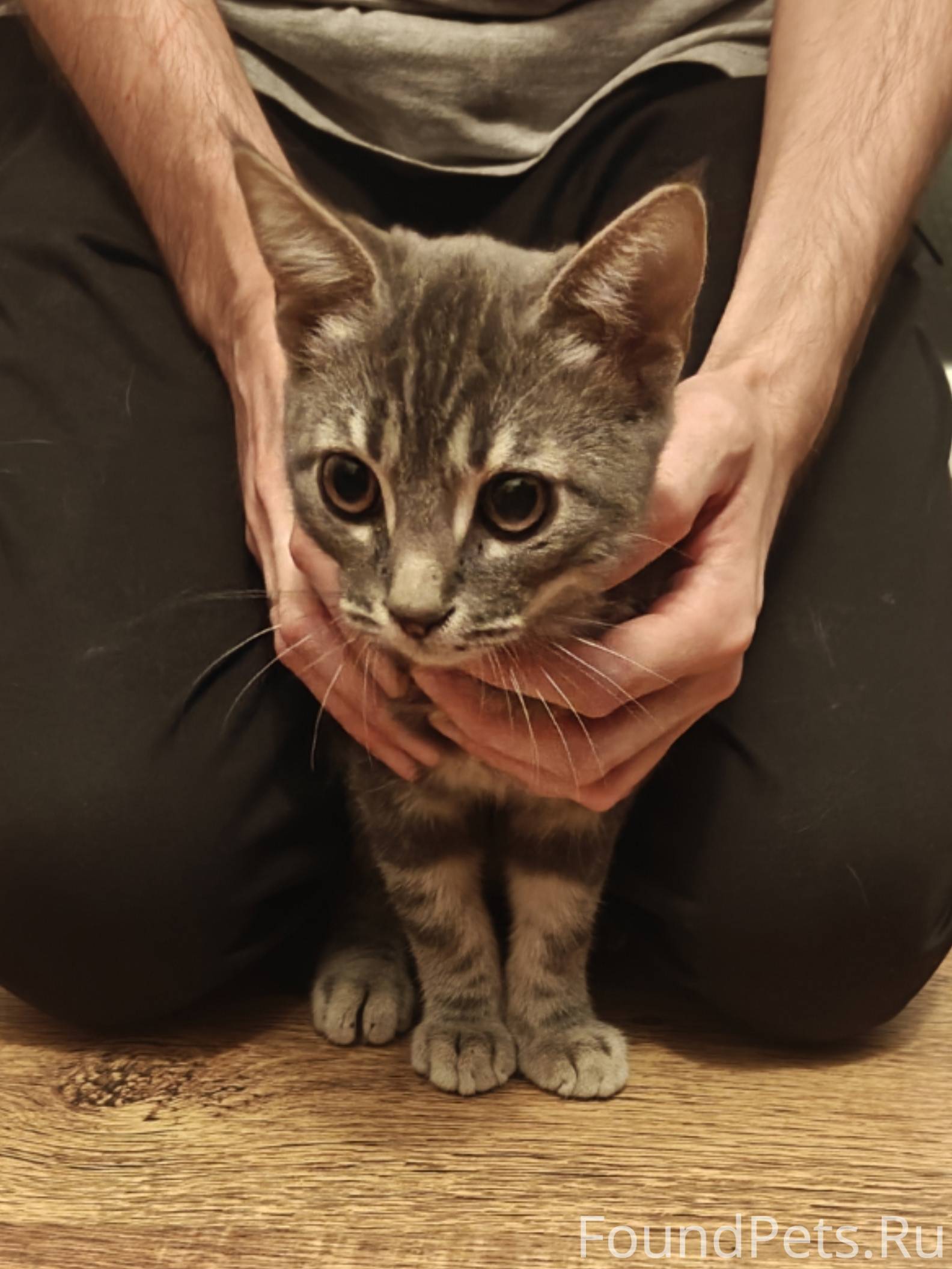 Найден котёнок во дворе ул Инс...