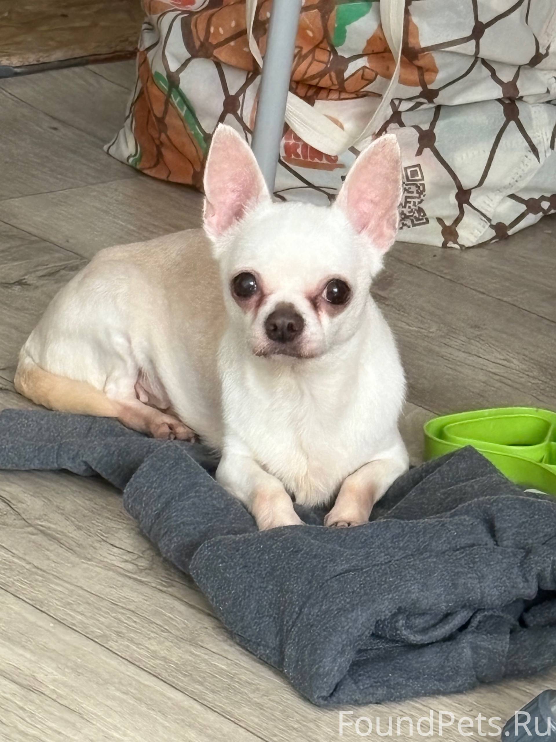 Пропала собака в районе пятиэт...