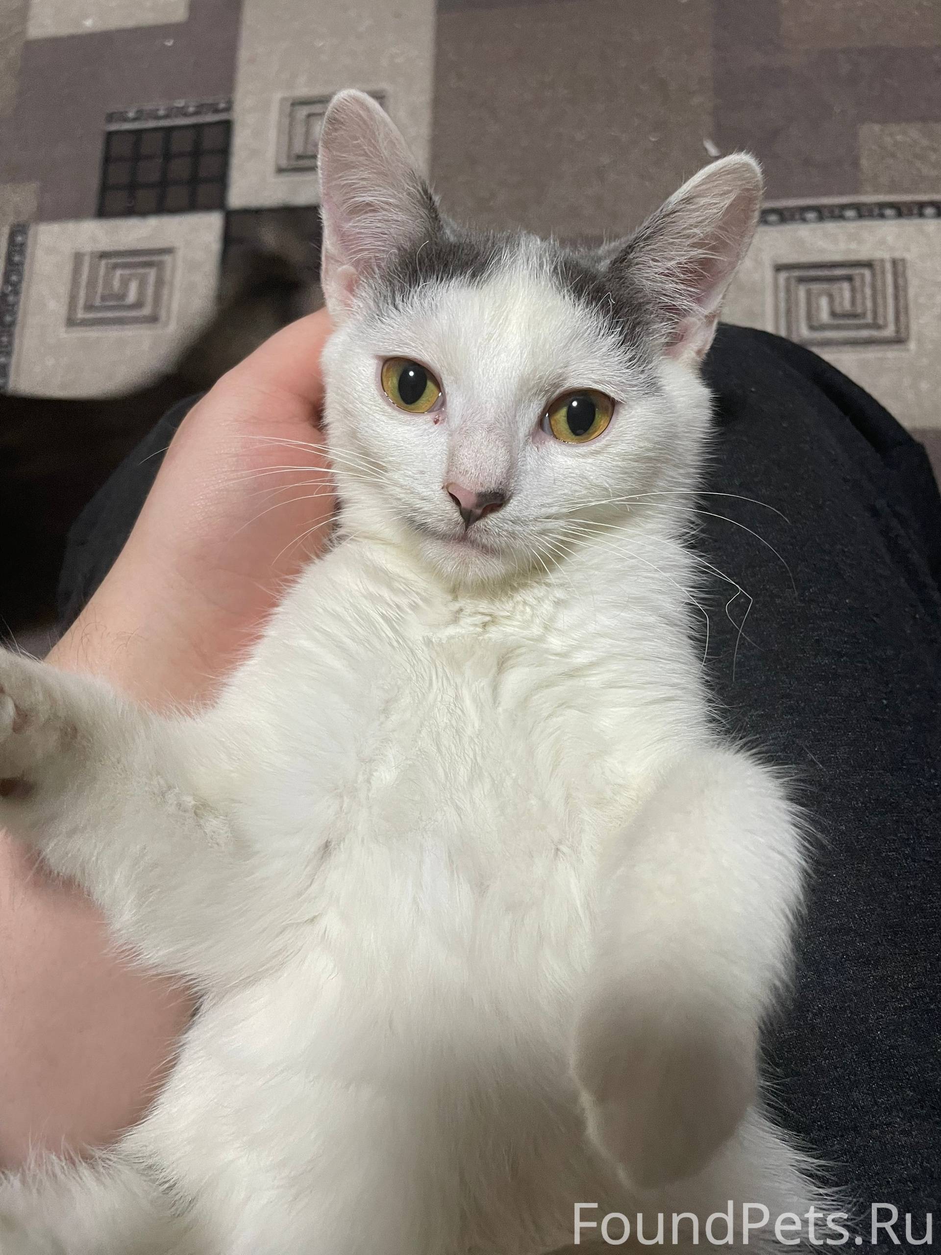 Добрый день! Очень ласковый и ...