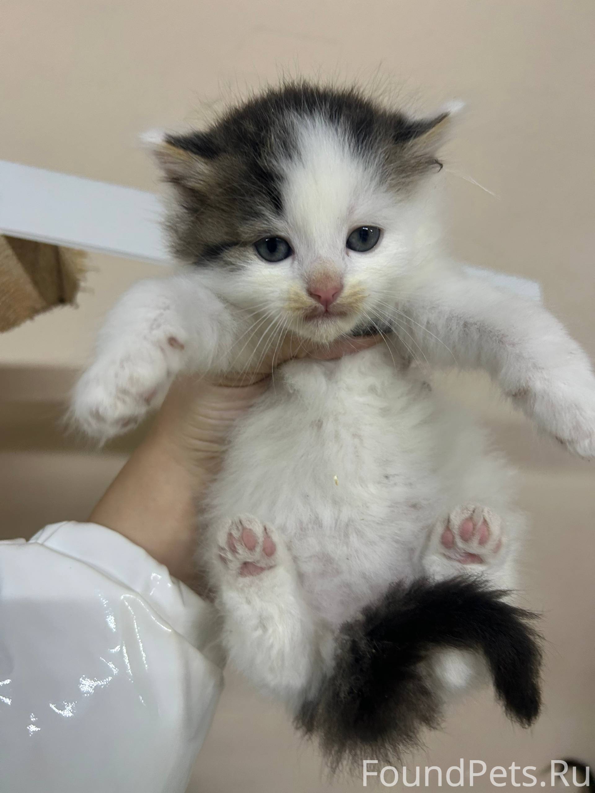 Пропал котенок белый с черным ...