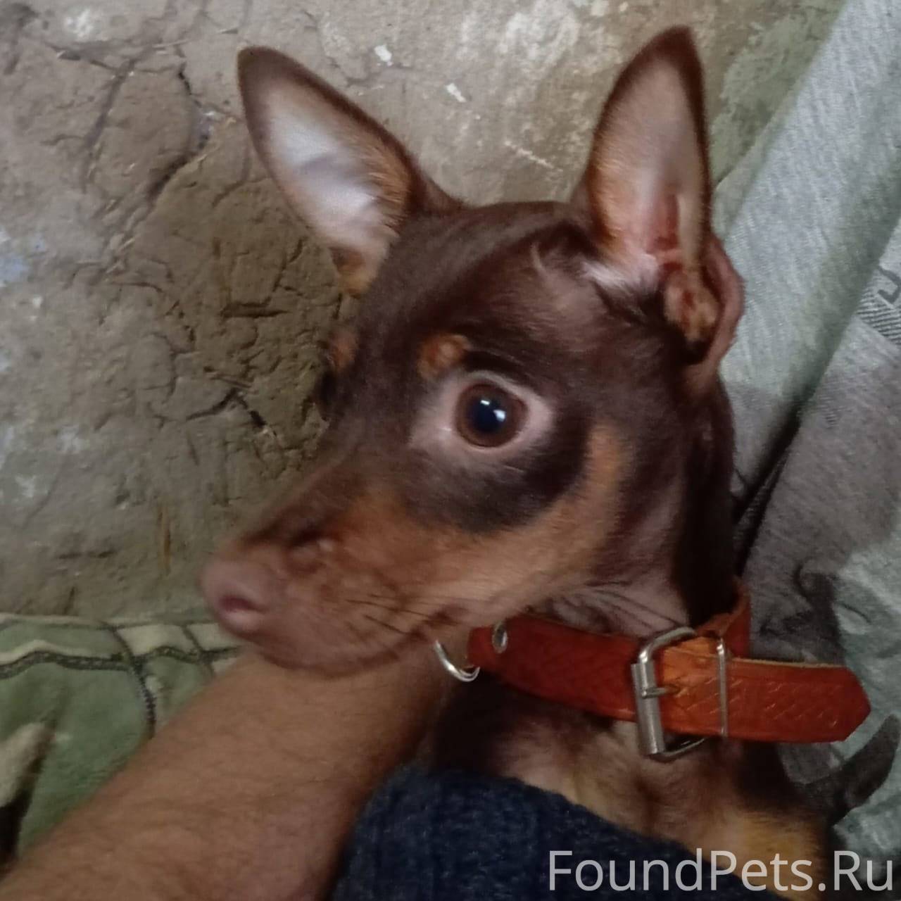 Добрый вечер всем. У соседей п...