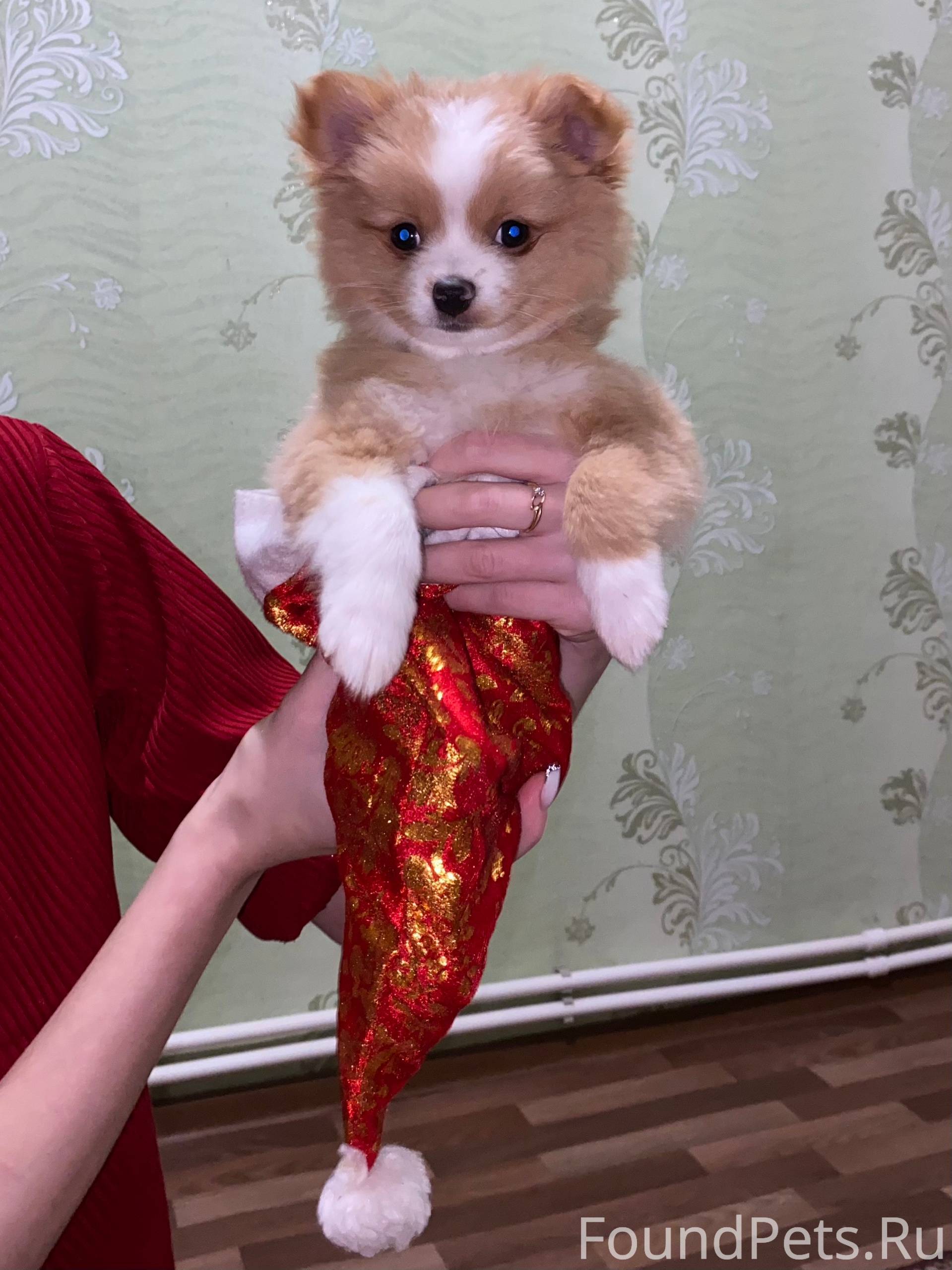 Пропал щенок, шпиц. приметы: б...