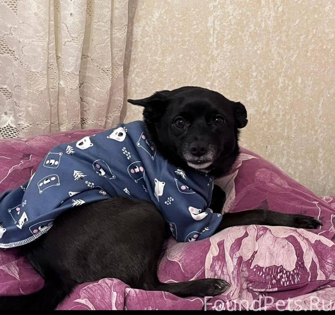 Потерялась собака в районе пос...