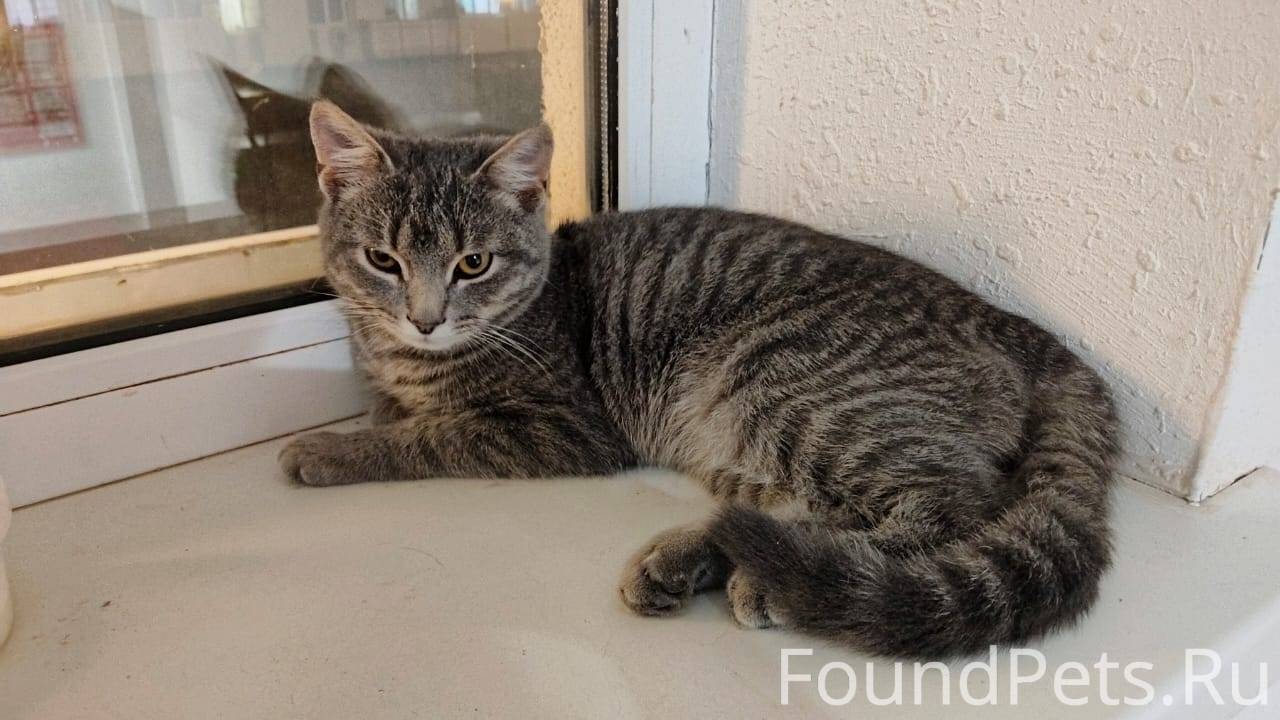 Волгоград. Найден кот в подъез...