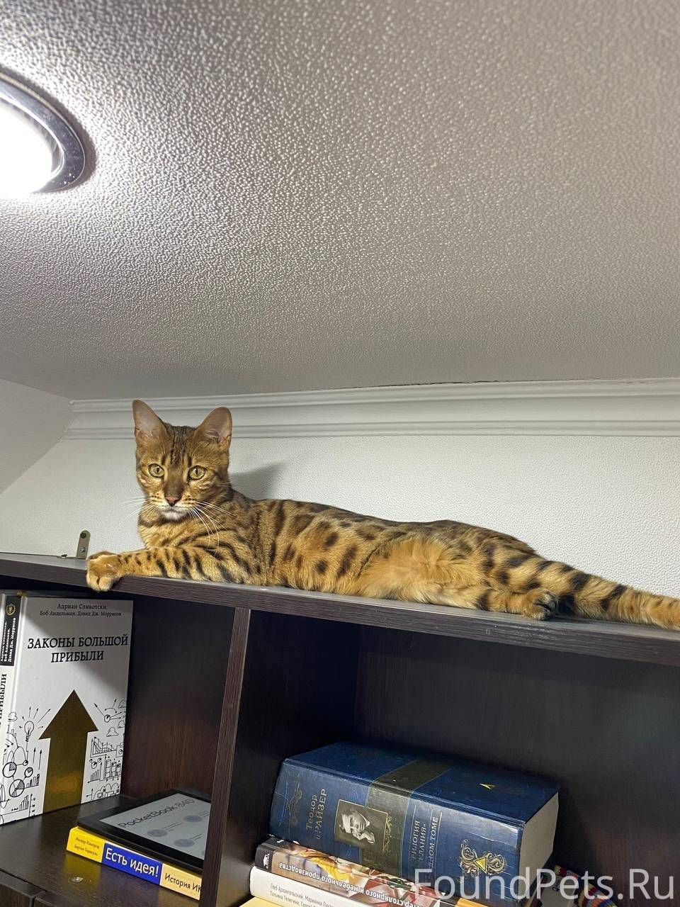 Пропала кошка по кличке «Креве...