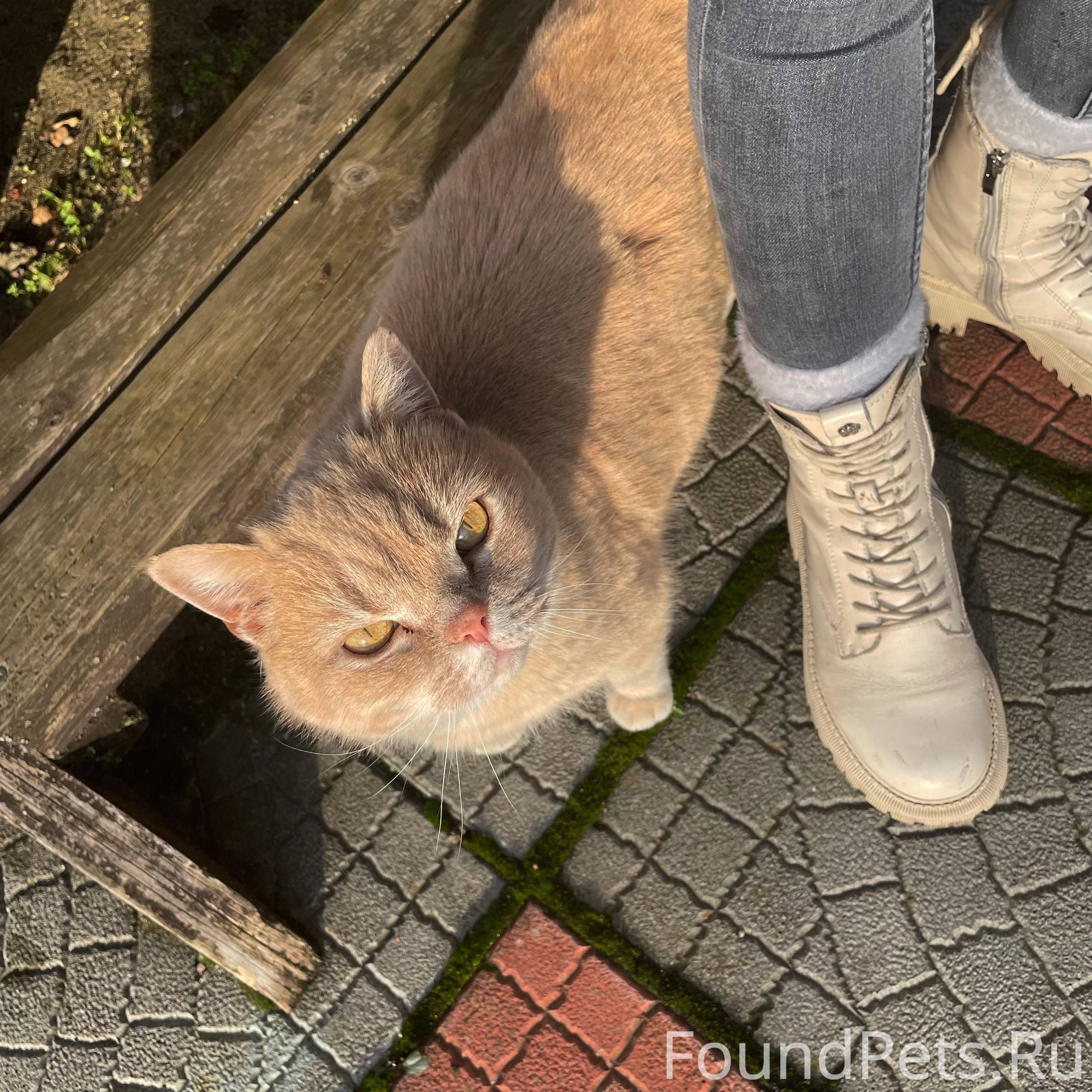 Пропала кошка в районе Сельмы,...