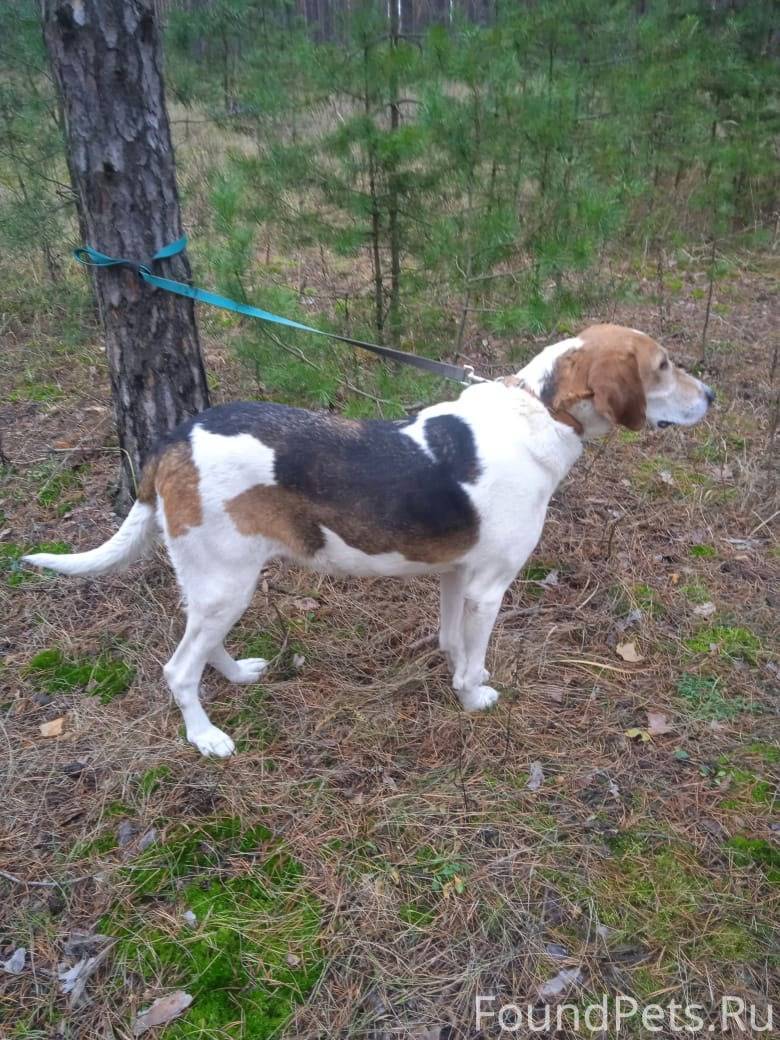 Пропала охотничья собака в рай...